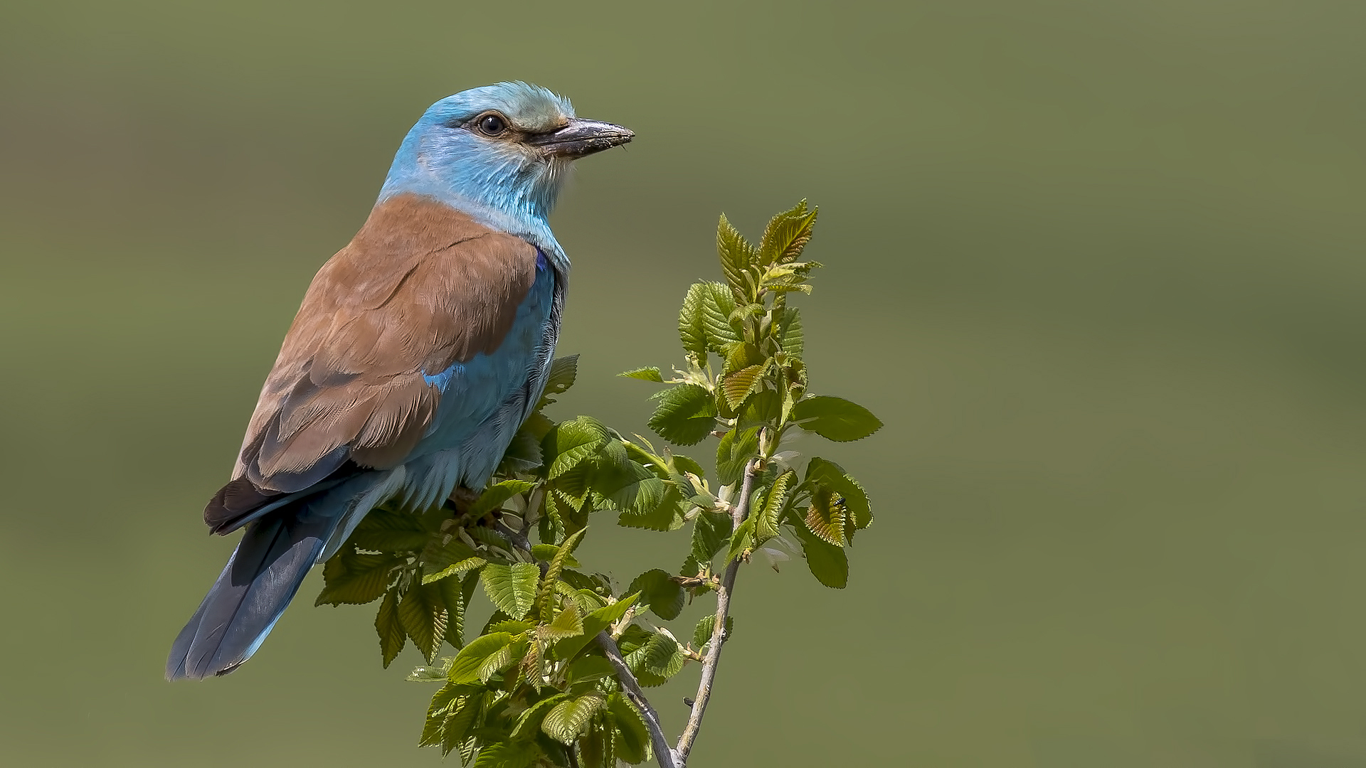 Gökkuzgun » European Roller » Coracias garrulus