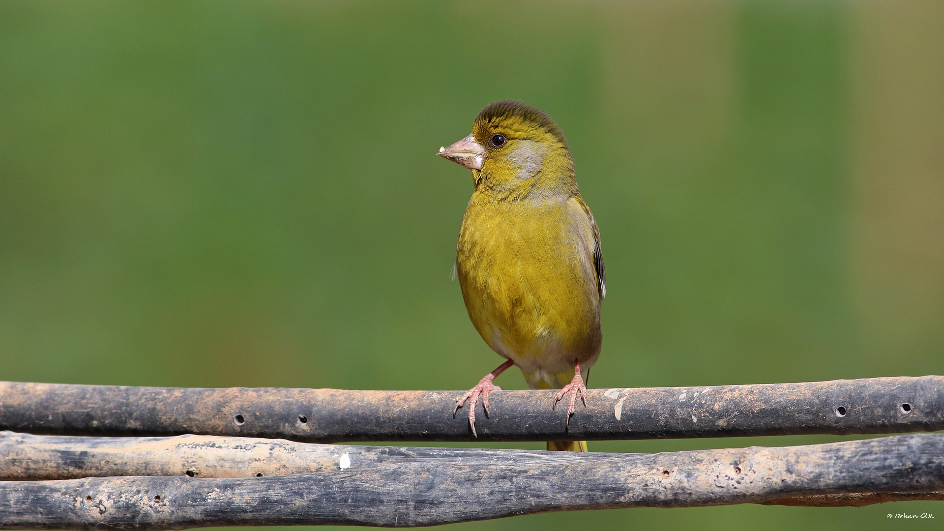 Florya » European Greenfinch » Chloris chloris