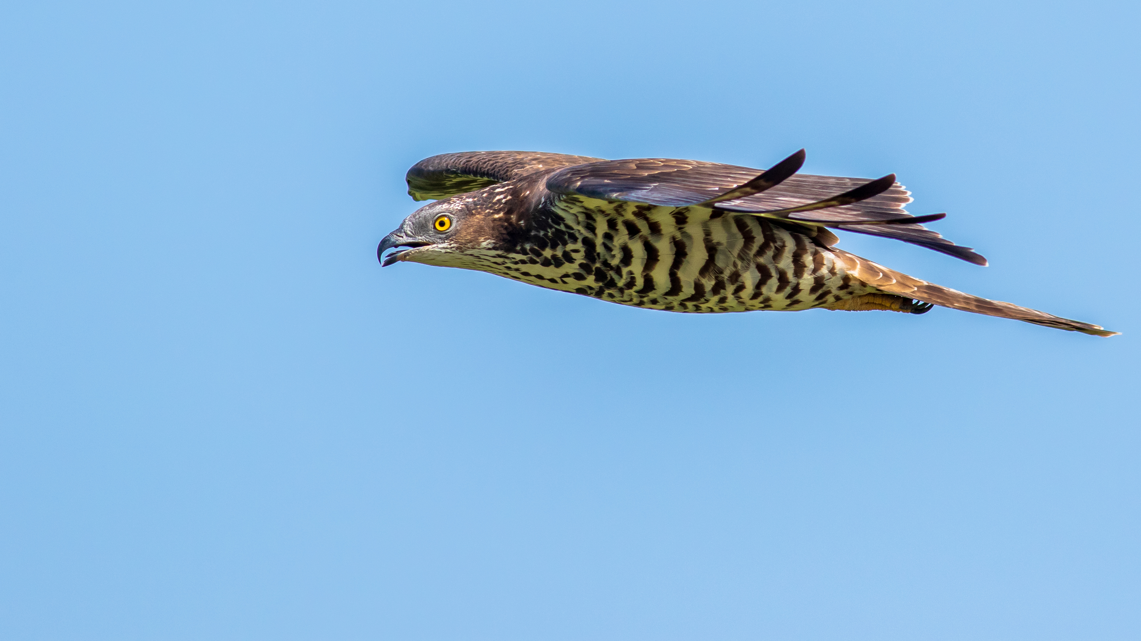 Arı şahini » European Honey Buzzard » Pernis apivorus