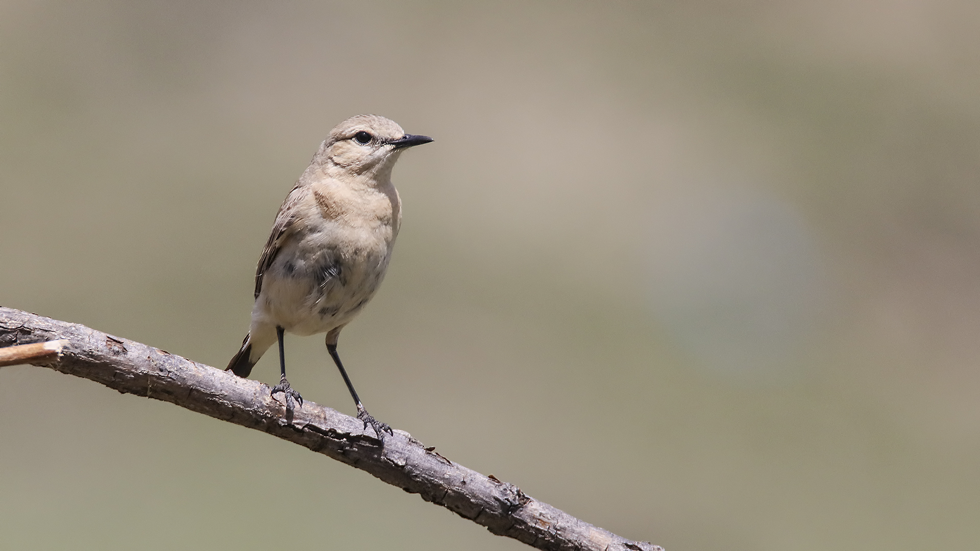 Boz kuyrukkakan » Isabelline Wheatear » Oenanthe isabellina