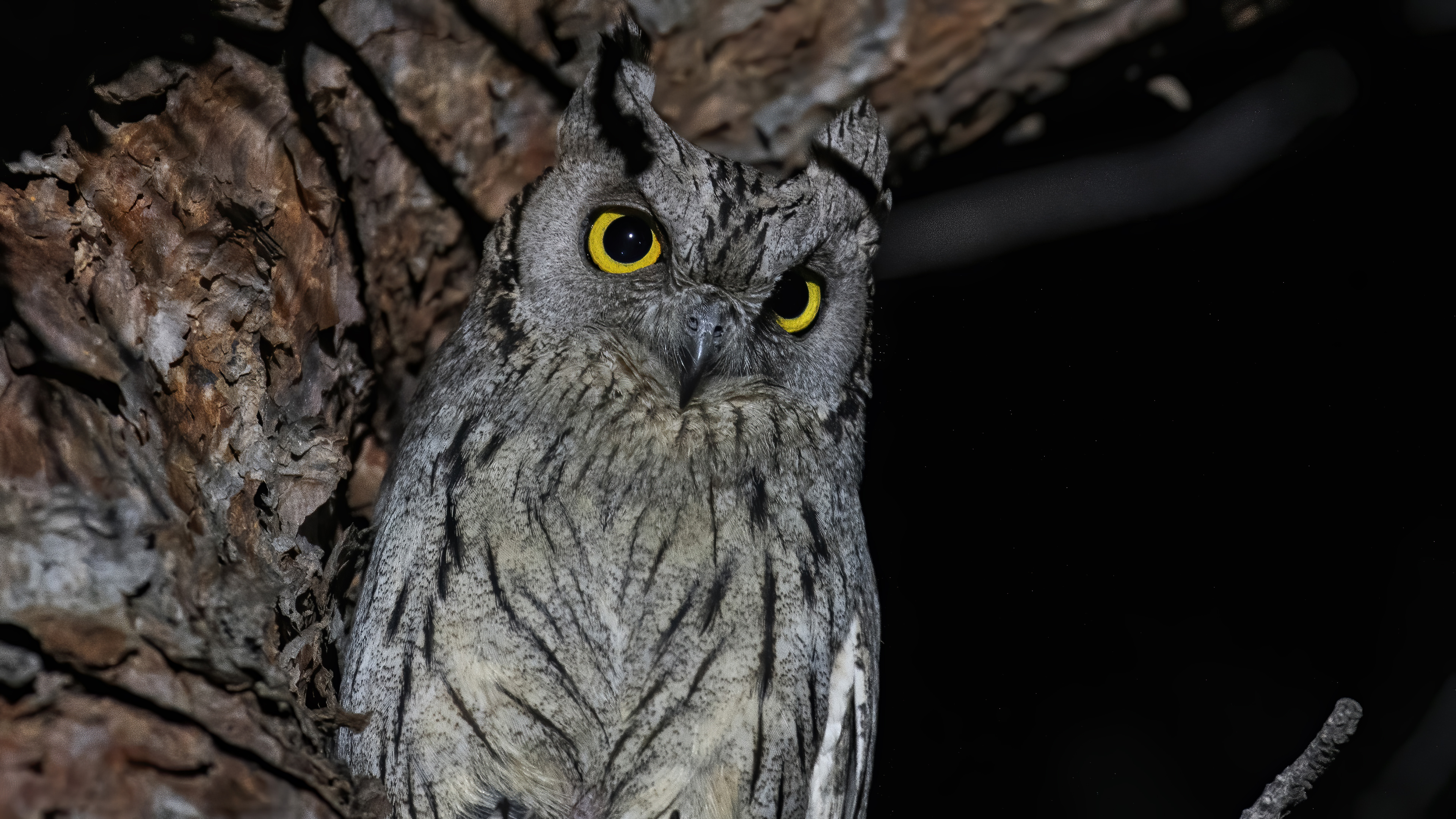 Çizgili ishakkuşu » Pallid Scops Owl » Otus brucei