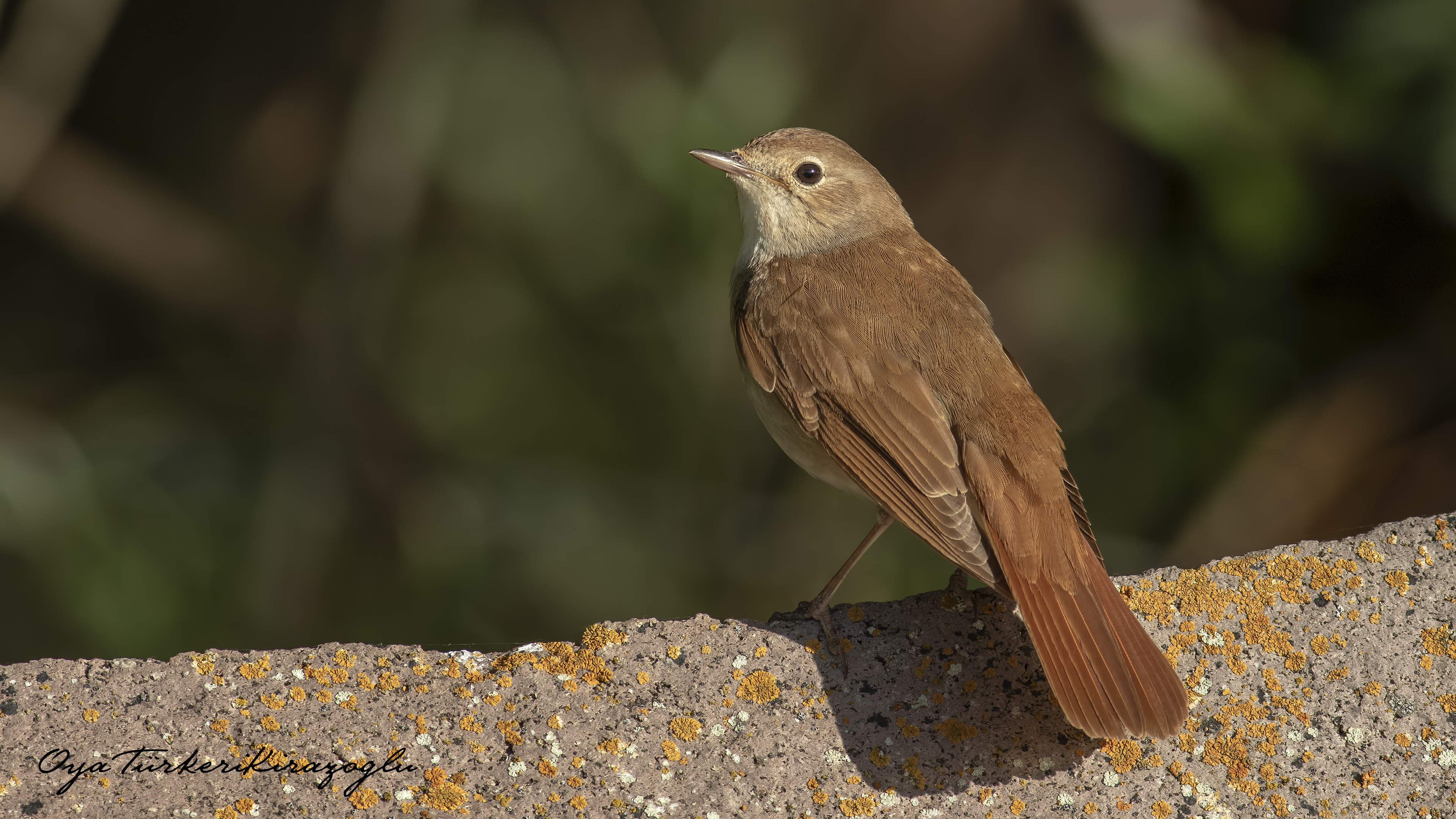 Bülbül » Common Nightingale » Luscinia megarhynchos