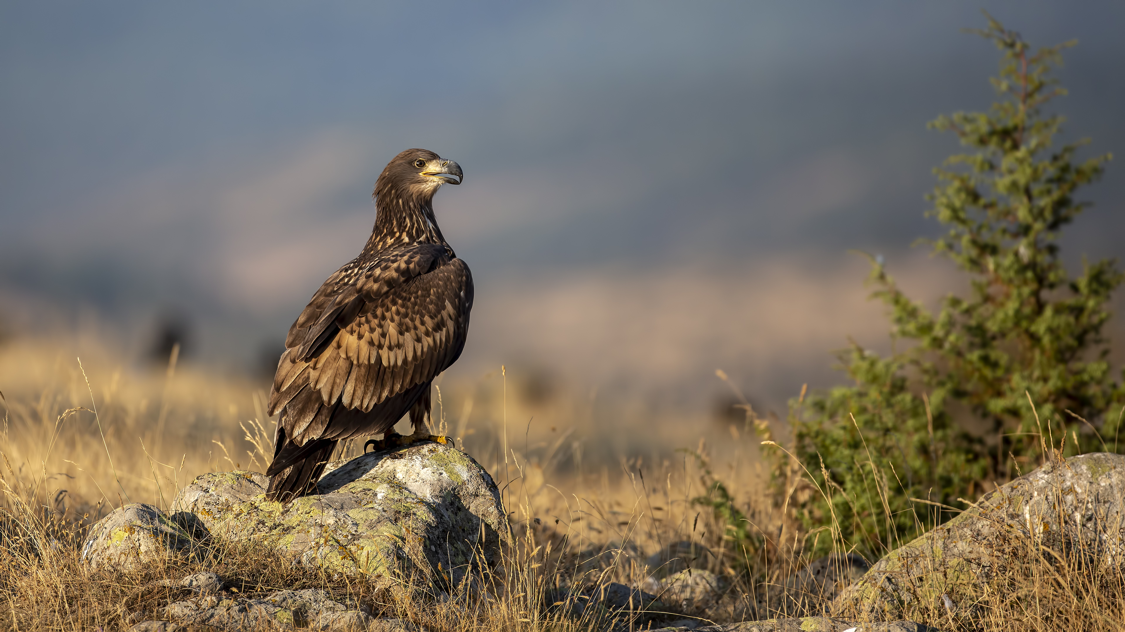 Akkuyruklu kartal » White-tailed Eagle » Haliaeetus albicilla