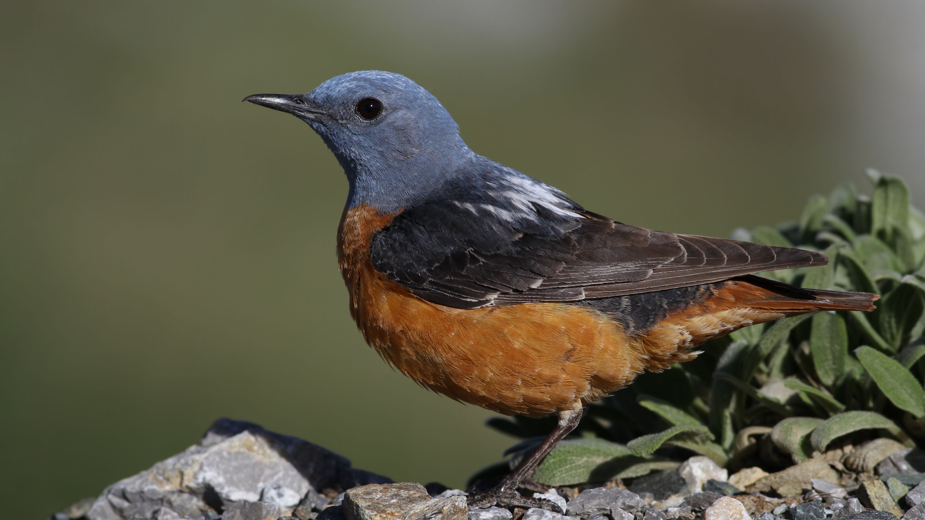 Taşkızılı » Common Rock Thrush » Monticola saxatilis