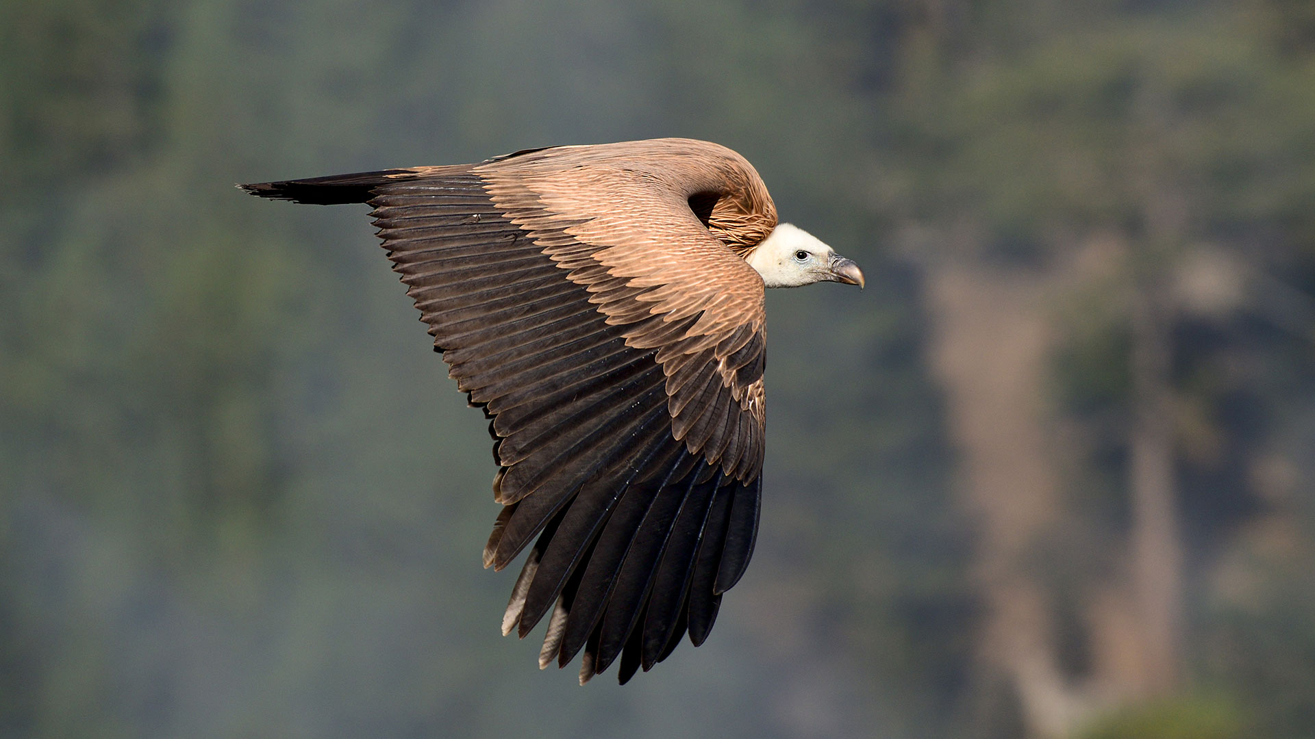 Kızıl akbaba » Griffon Vulture » Gyps fulvus