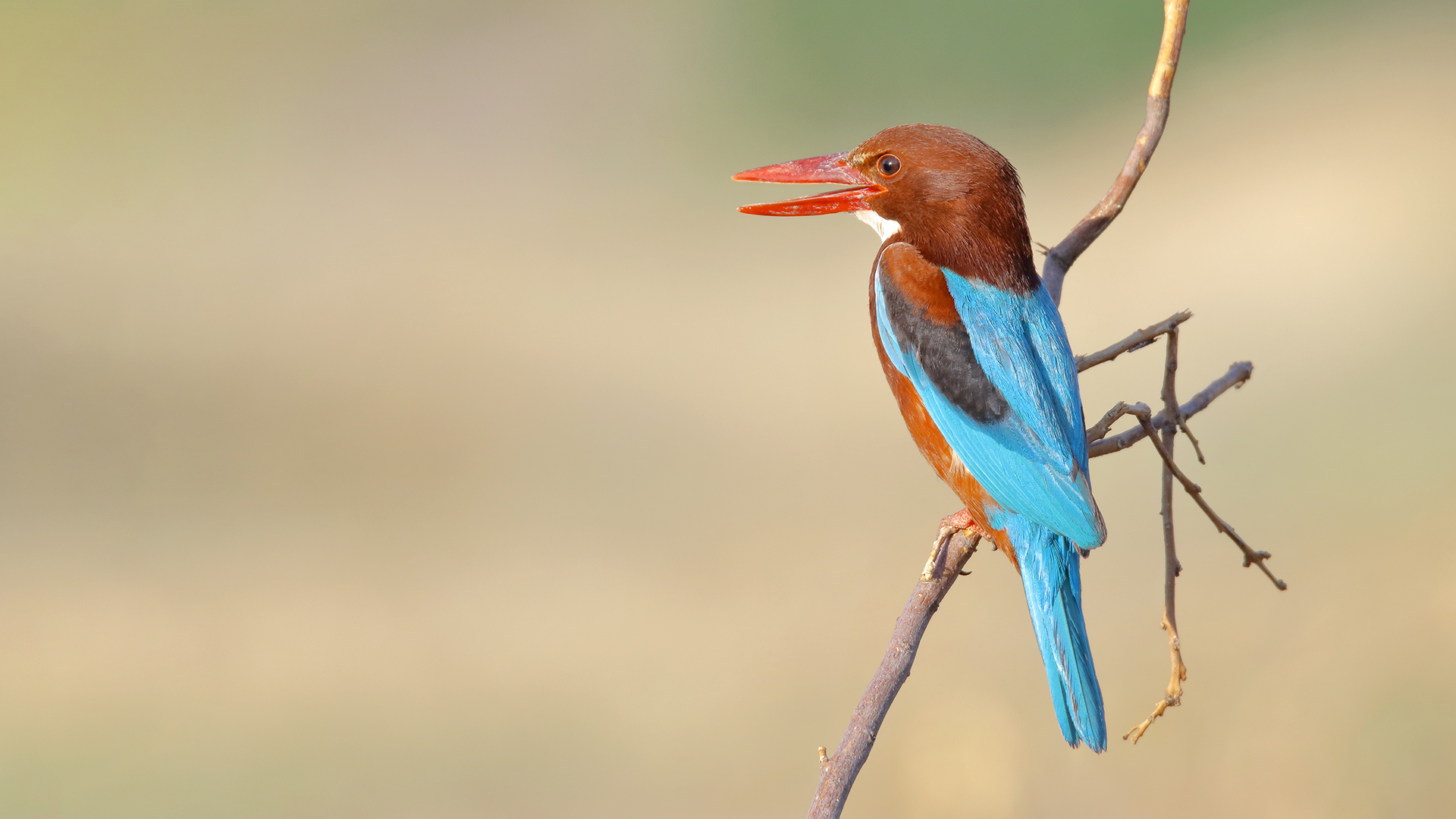 İzmir yalıçapkını » White-throated Kingfisher » Halcyon smyrnensis