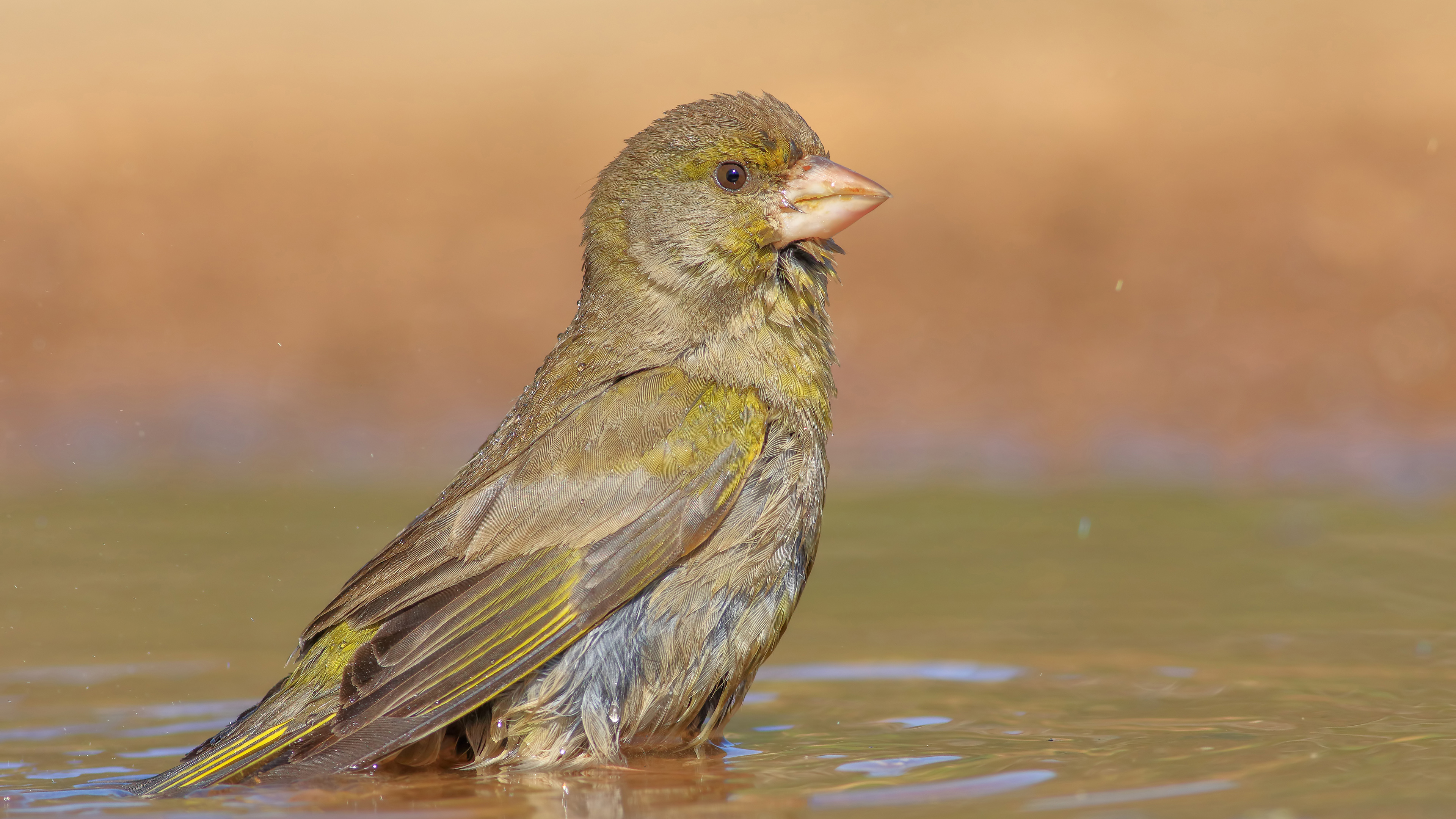 Florya » European Greenfinch » Chloris chloris