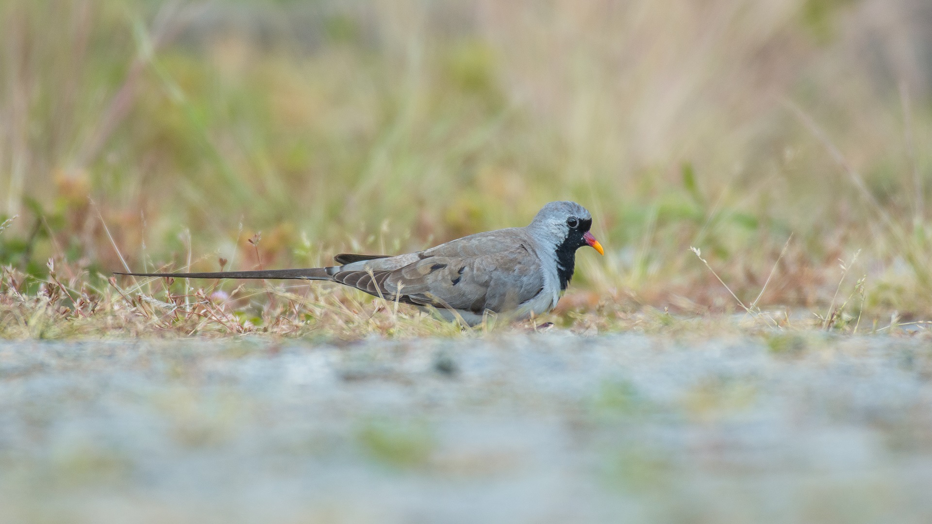 Kap kumrusu » Namaqua Dove » Oena capensis