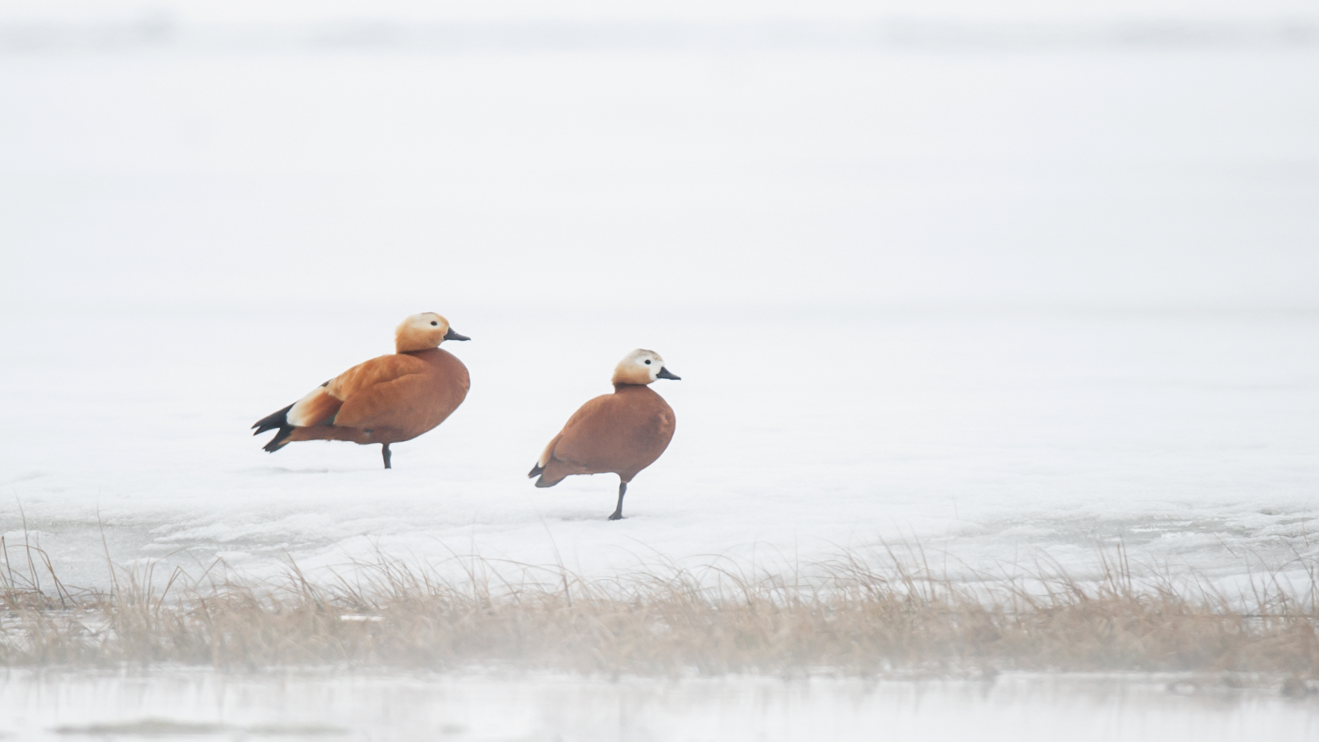 Angıt » Ruddy Shelduck » Tadorna ferruginea