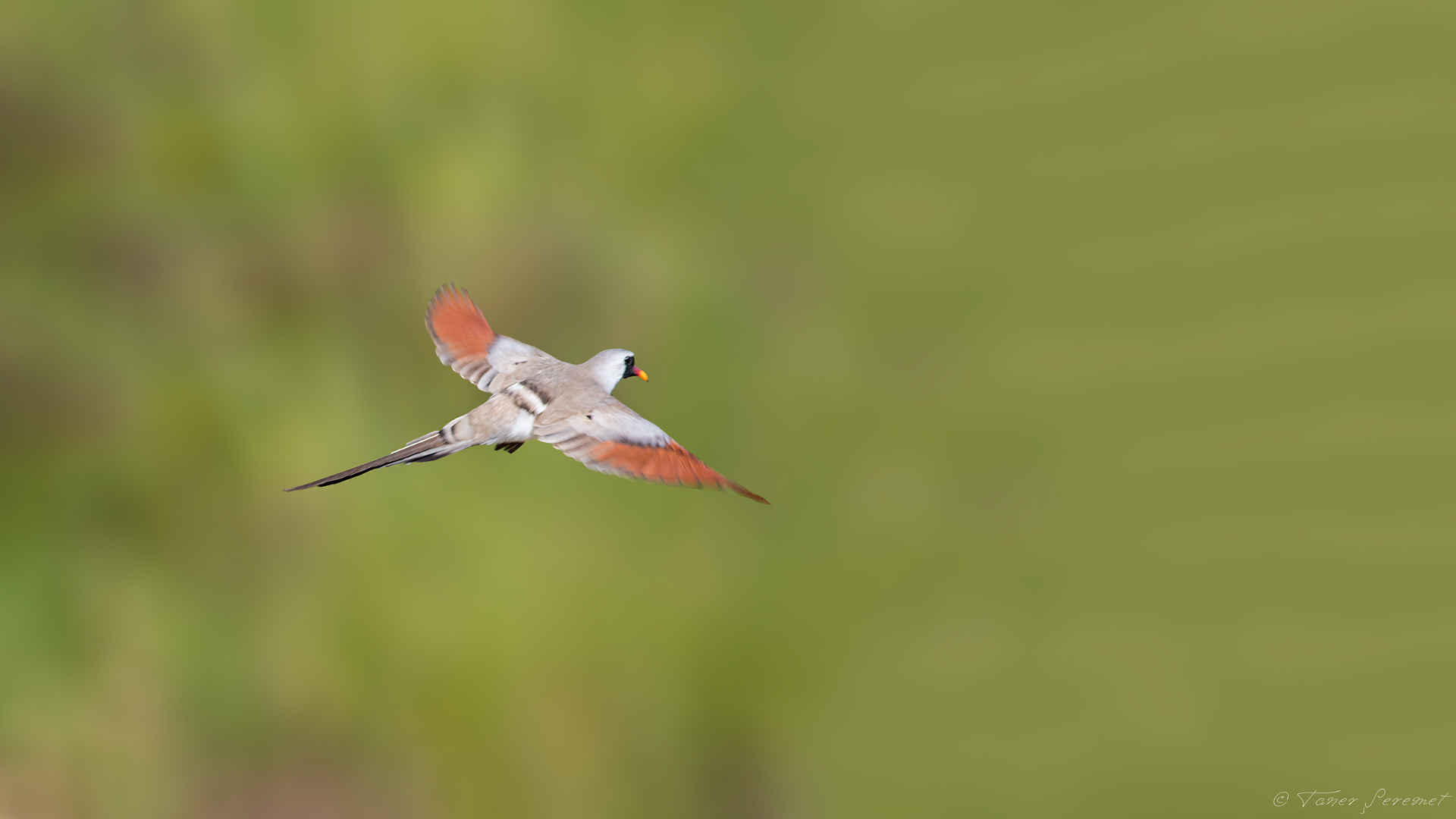 Kap kumrusu » Namaqua Dove » Oena capensis