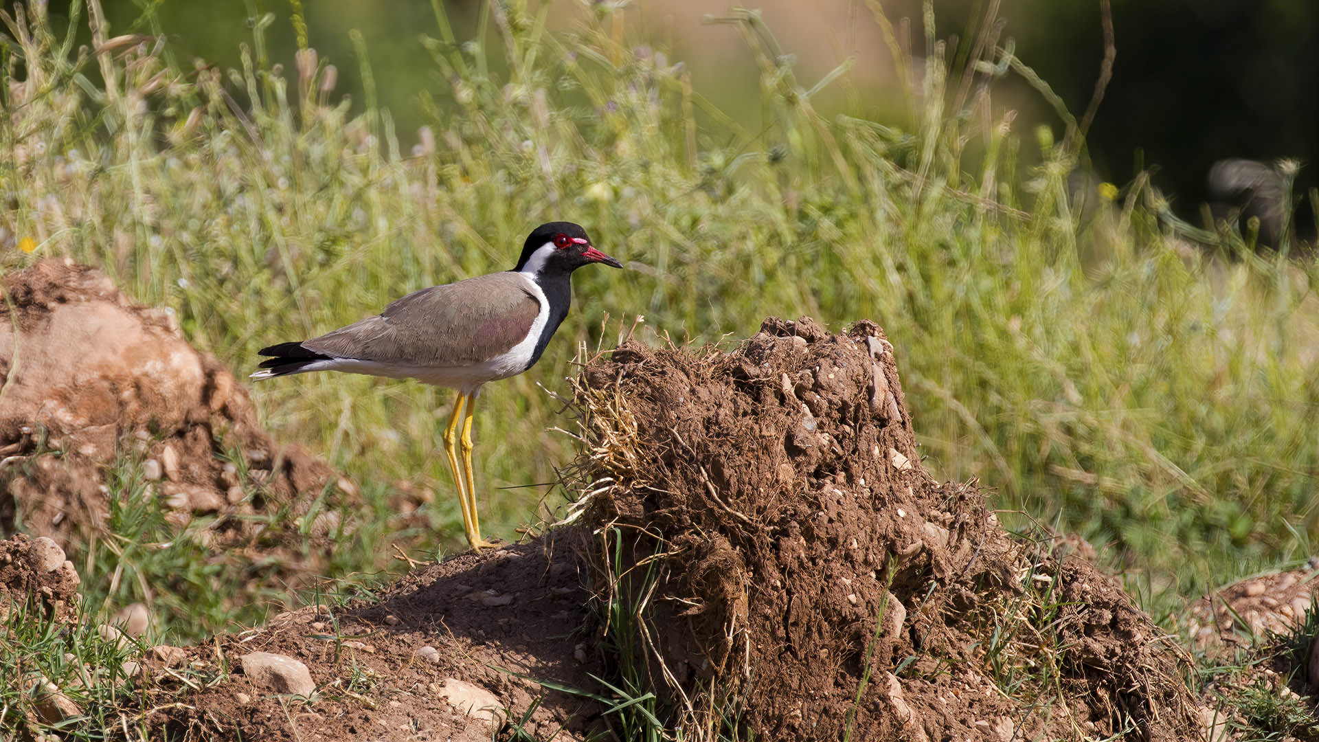 Büyük kızkuşu » Red-wattled Lapwing » Vanellus indicus