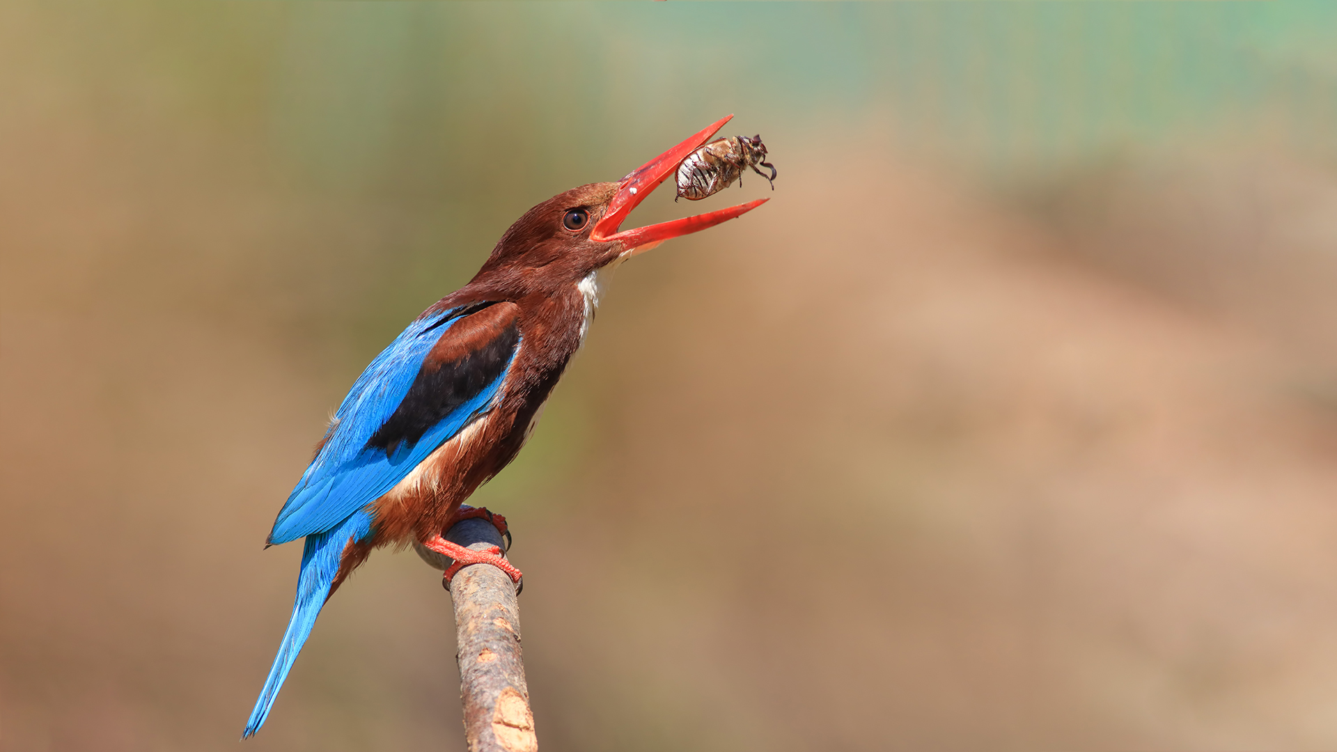 İzmir yalıçapkını » White-throated Kingfisher » Halcyon smyrnensis