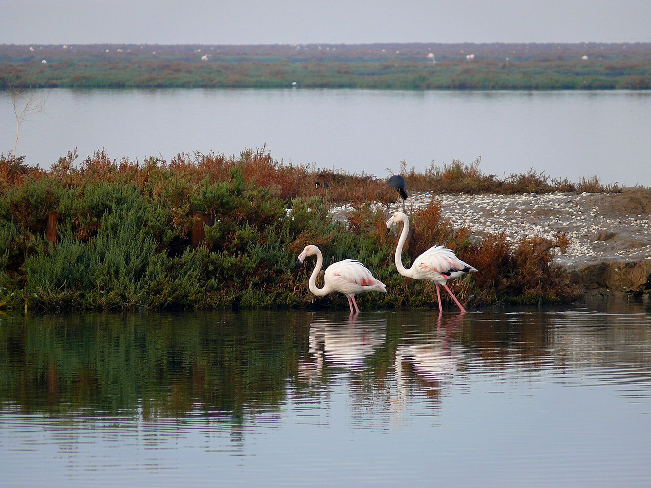 Flamingo