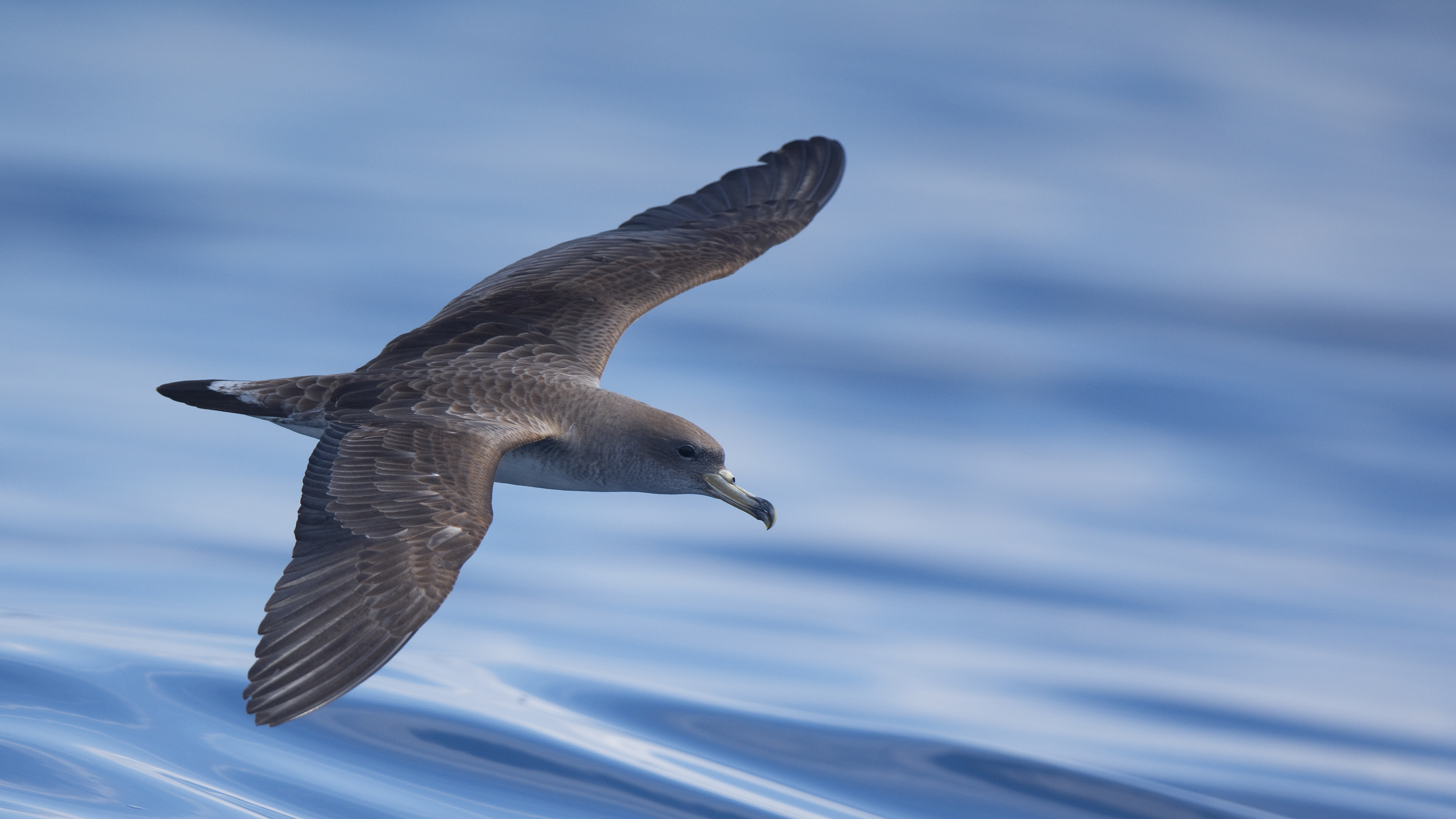 Boz yelkovan » Scopoli`s Shearwater » Calonectris diomedea 