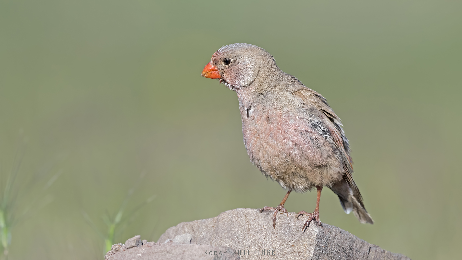 Küçük alamecek » Trumpeter Finch » Bucanetes githagineus