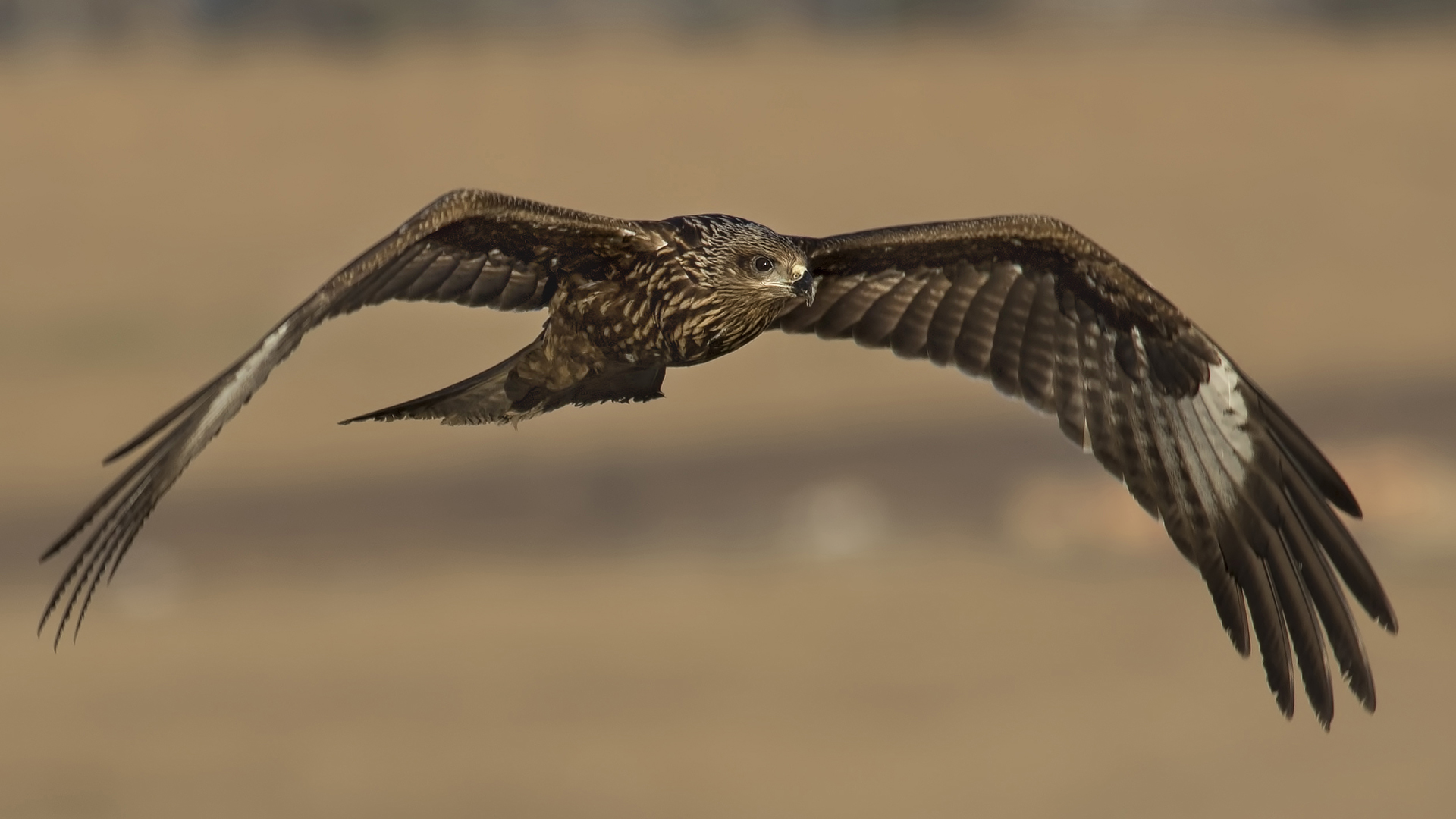 Kara çaylak » Black Kite » Milvus migrans