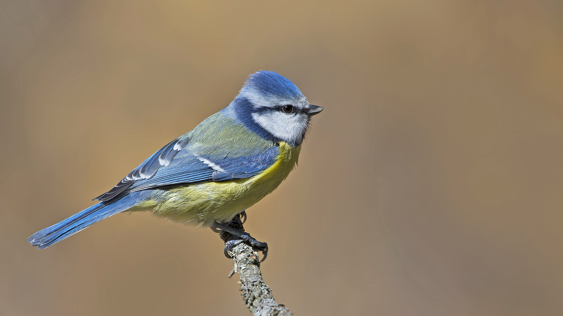 Mavi baştankara » Eurasian Blue Tit » Cyanistes caeruleus