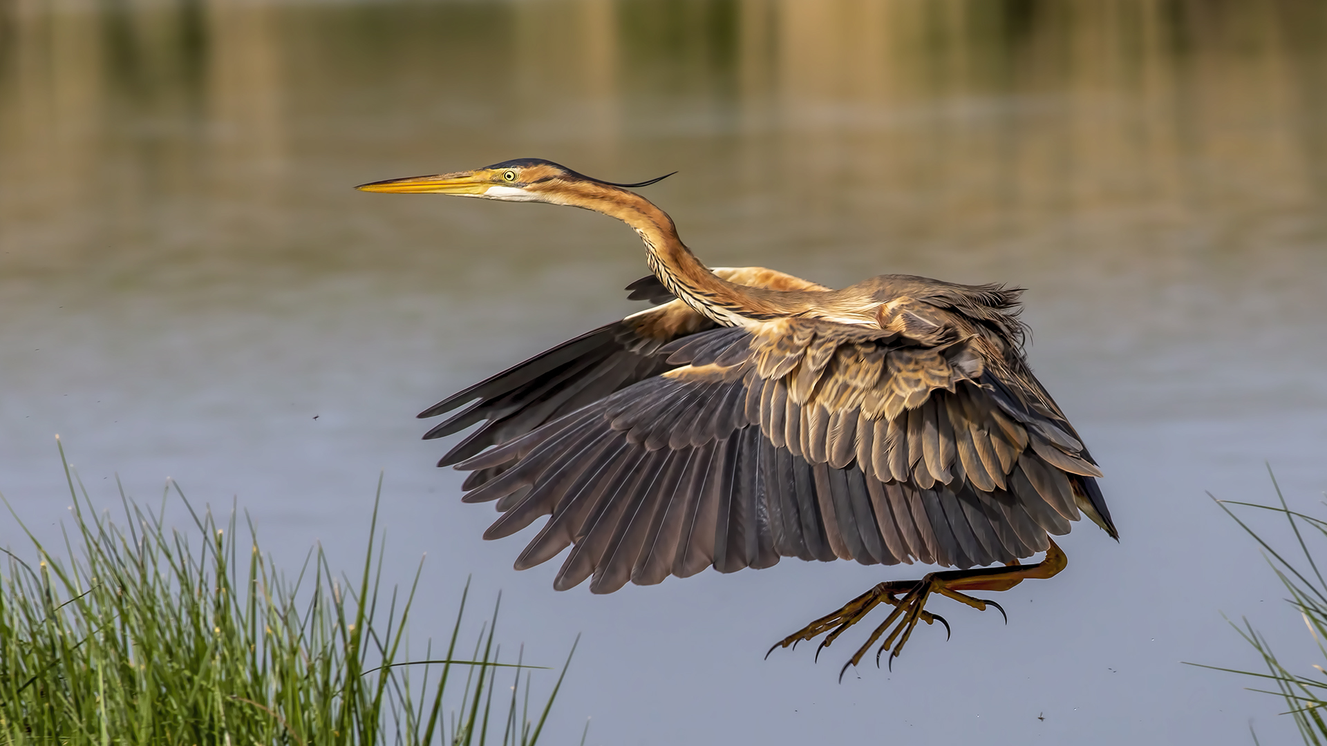 Erguvani balıkçıl » Purple Heron » Ardea purpurea