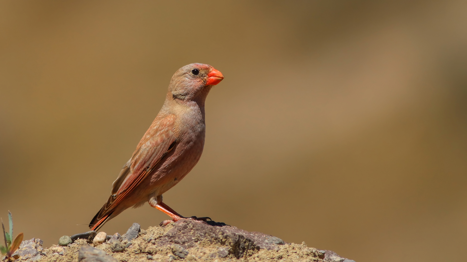 Küçük alamecek » Trumpeter Finch » Bucanetes githagineus