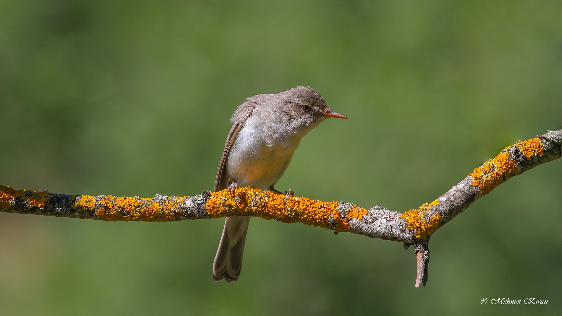 Zeytin mukallidi » Olive-tree Warbler » Hippolais olivetorum