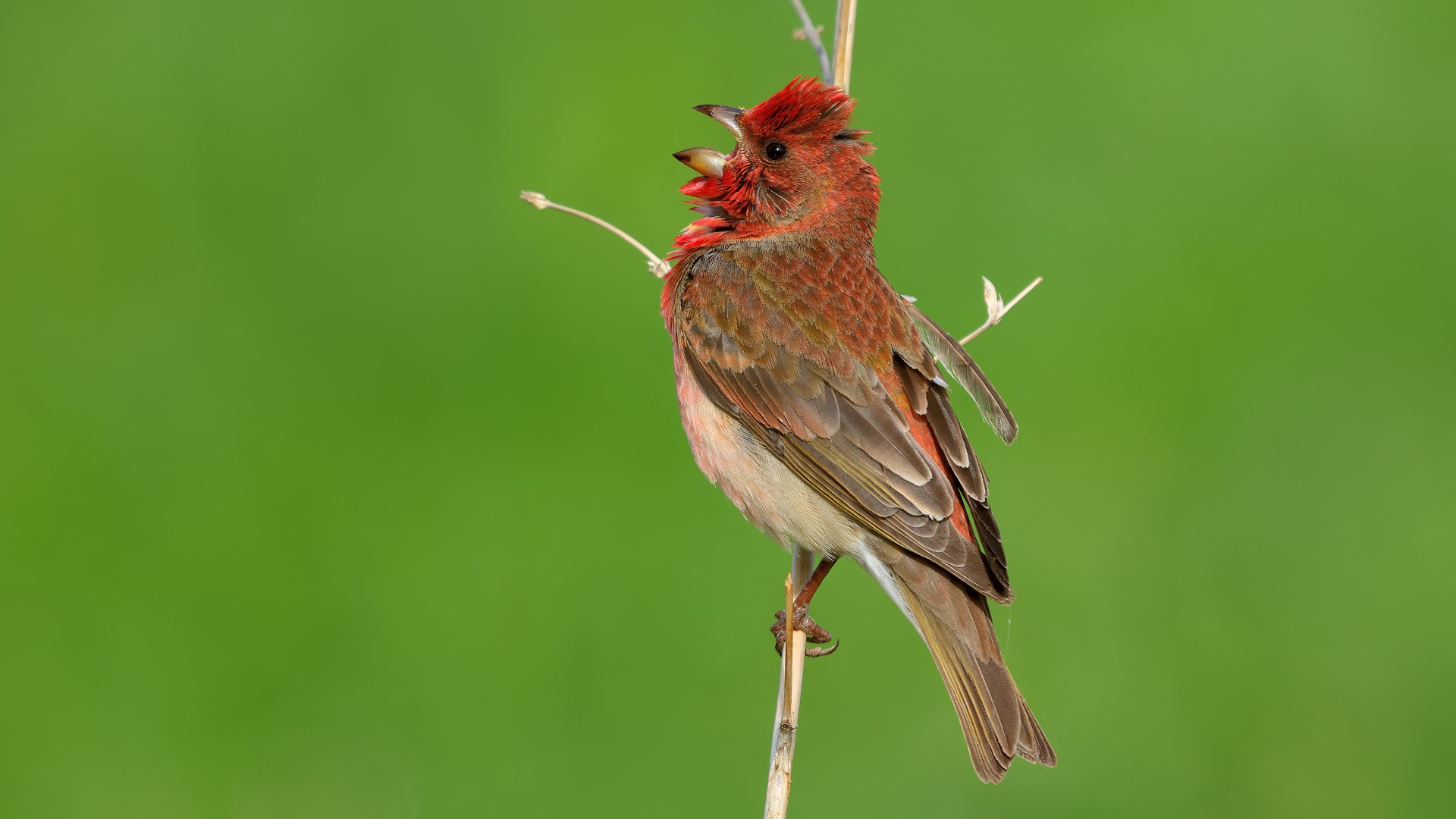 Çütre » Common Rosefinch » Carpodacus erythrinus