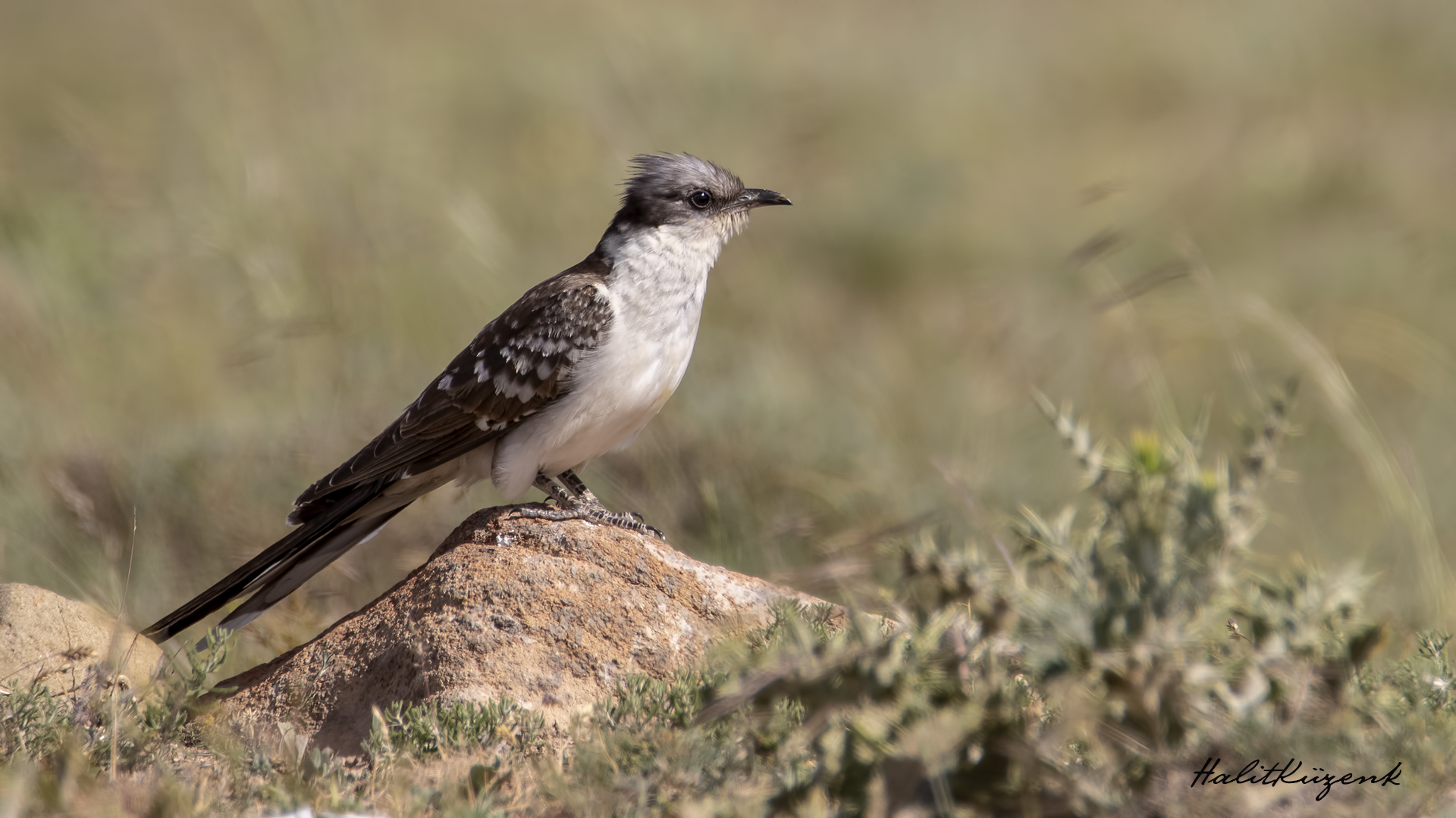 Tepeli guguk » Great Spotted Cuckoo » Clamator glandarius