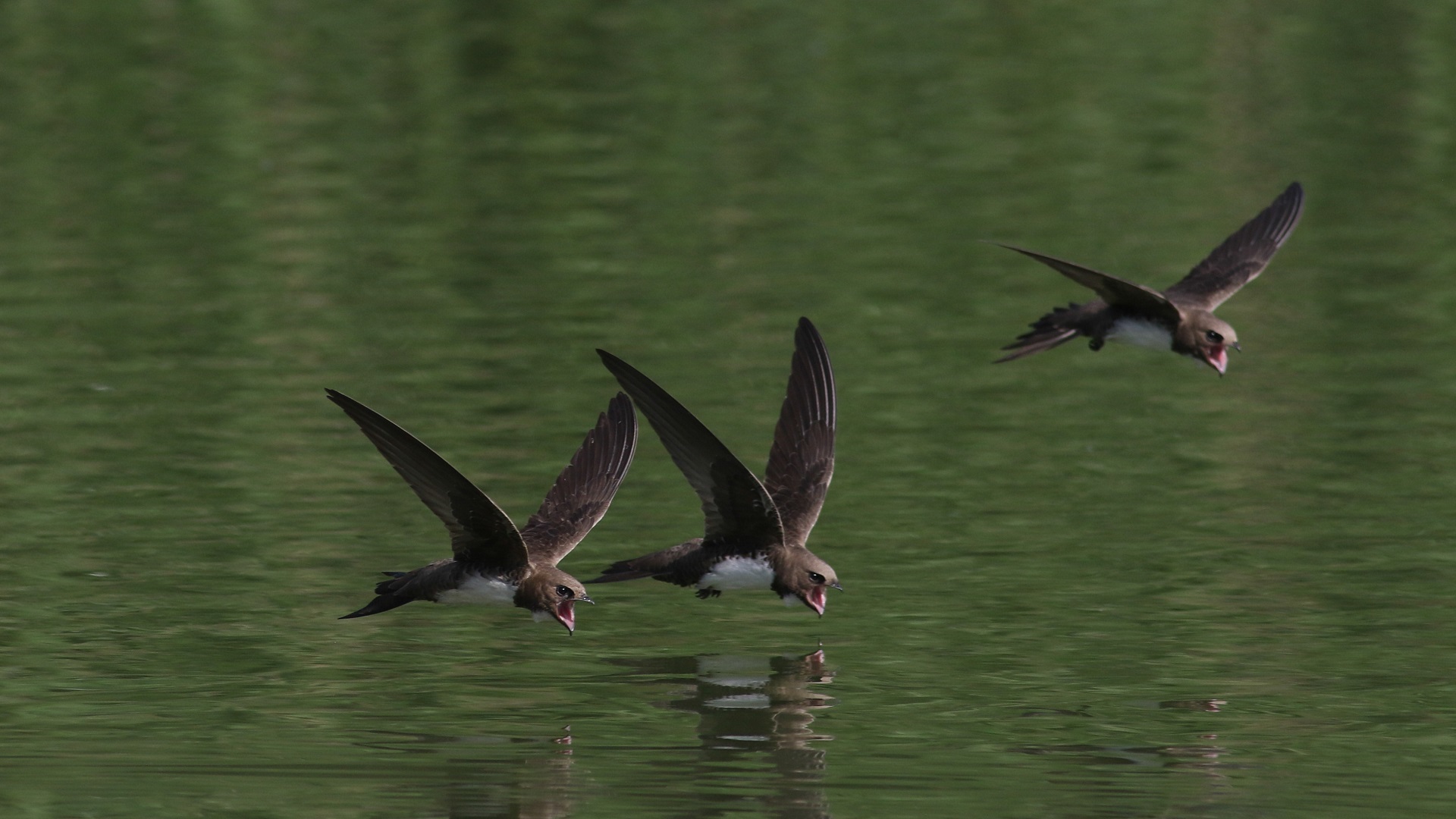 Akkarınlı ebabil » Alpine Swift » Tachymarptis melba