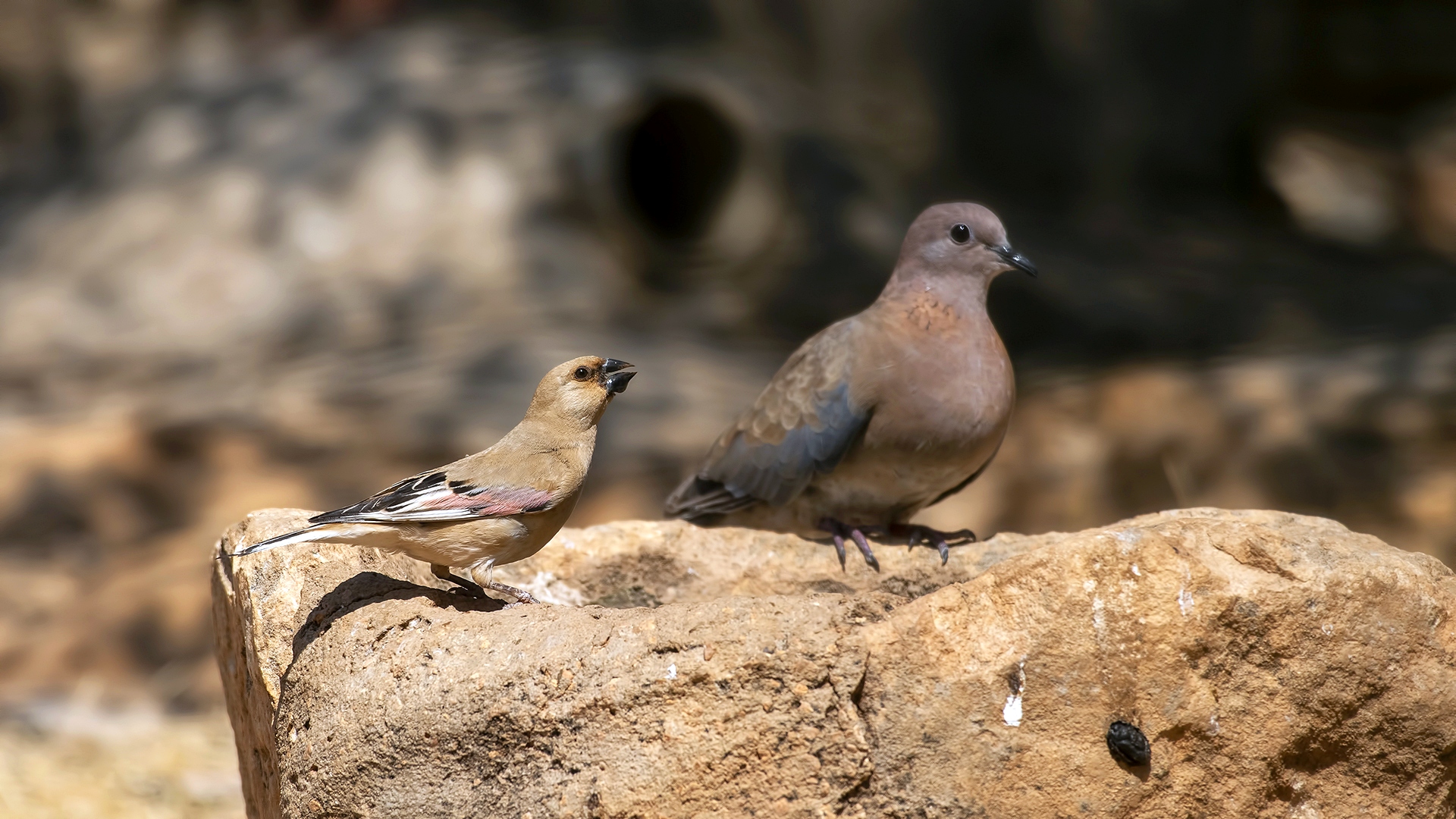 Boz alamecek » Desert Finch » Rhodospiza obsoleta