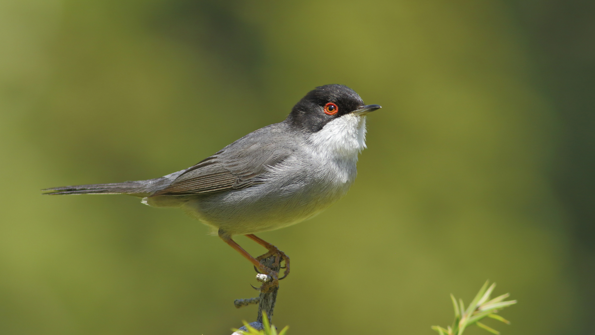 Maskeli ötleğen » Sardinian Warbler » Sylvia melanocephala