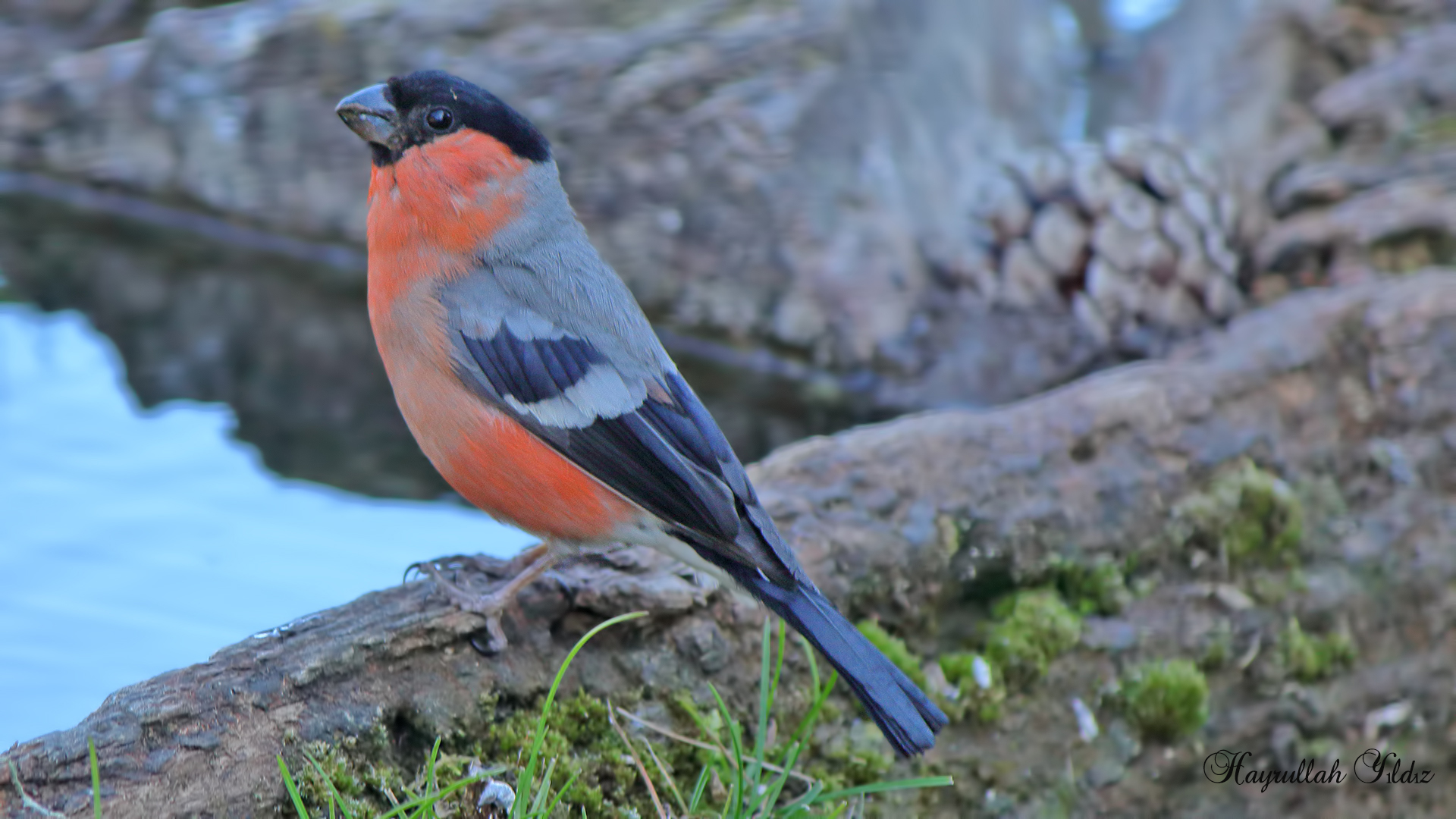 Şakrak » Eurasian Bullfinch » Pyrrhula pyrrhula