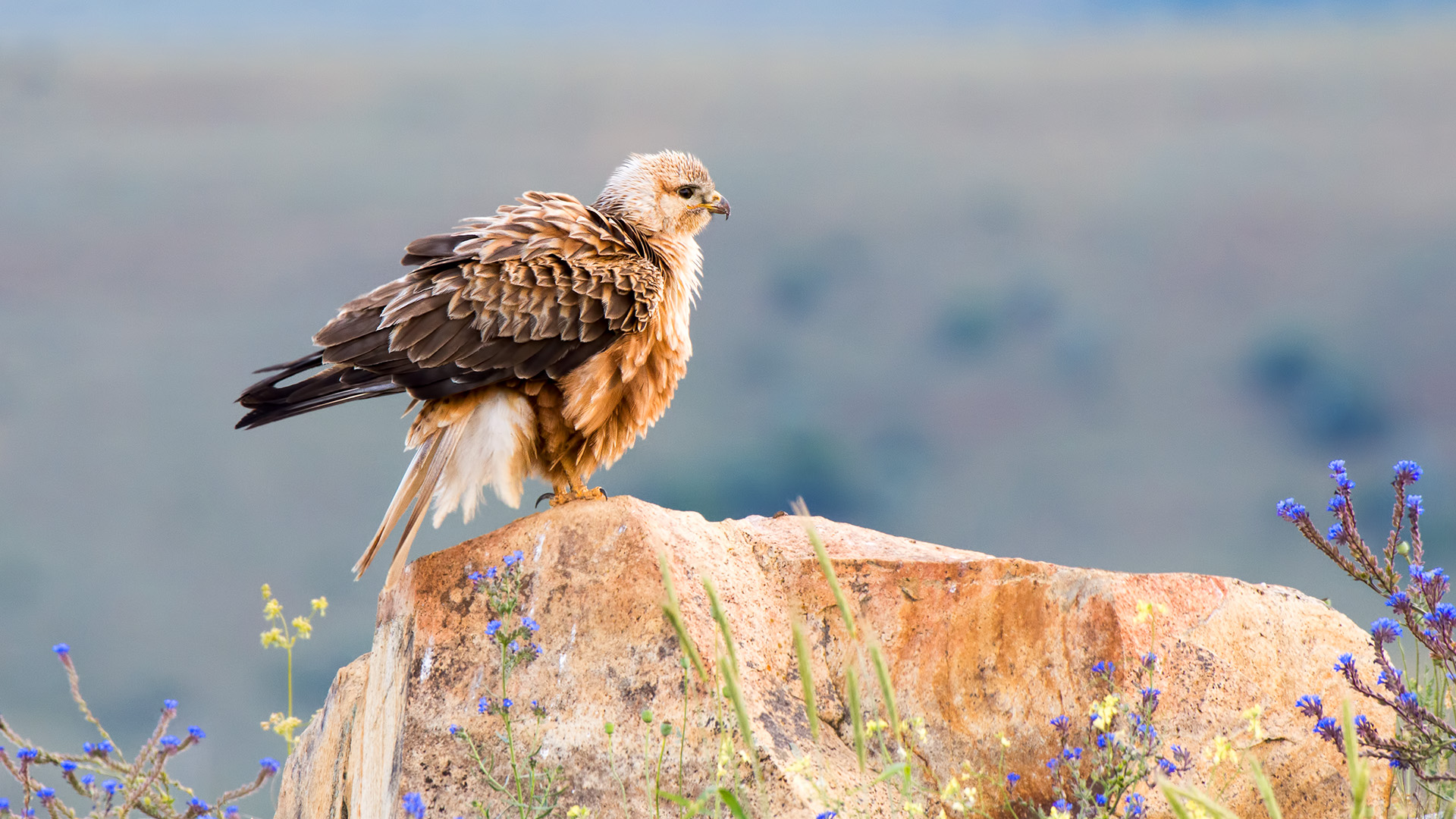 Kızıl şahin » Long-legged Buzzard » Buteo rufinus