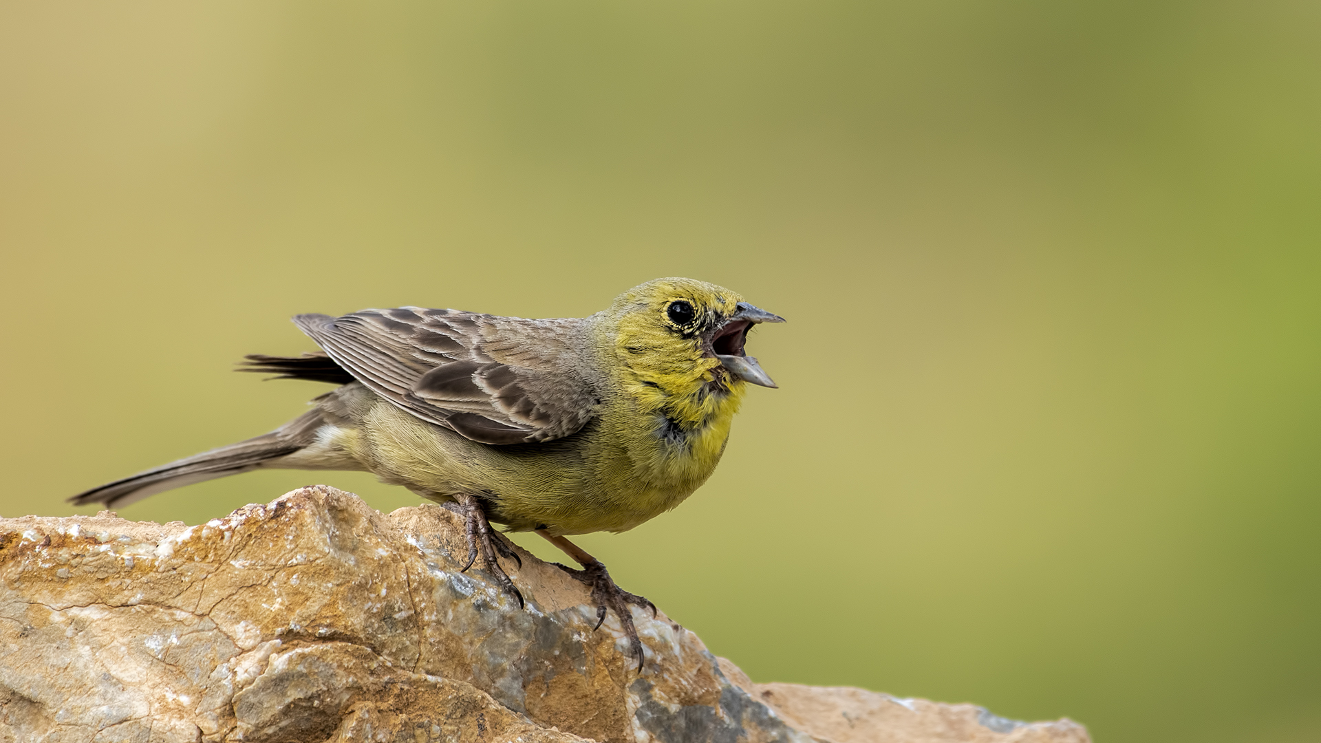 Boz kirazkuşu » Cinereous Bunting » Emberiza cineracea