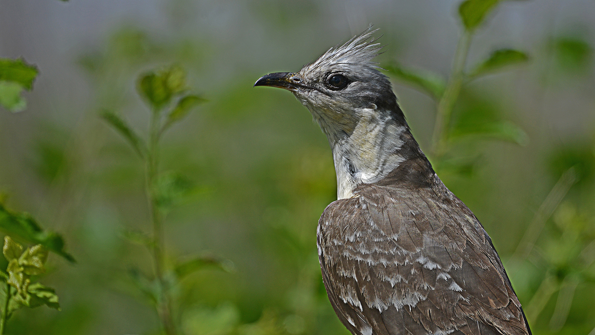 Tepeli guguk » Great Spotted Cuckoo » Clamator glandarius