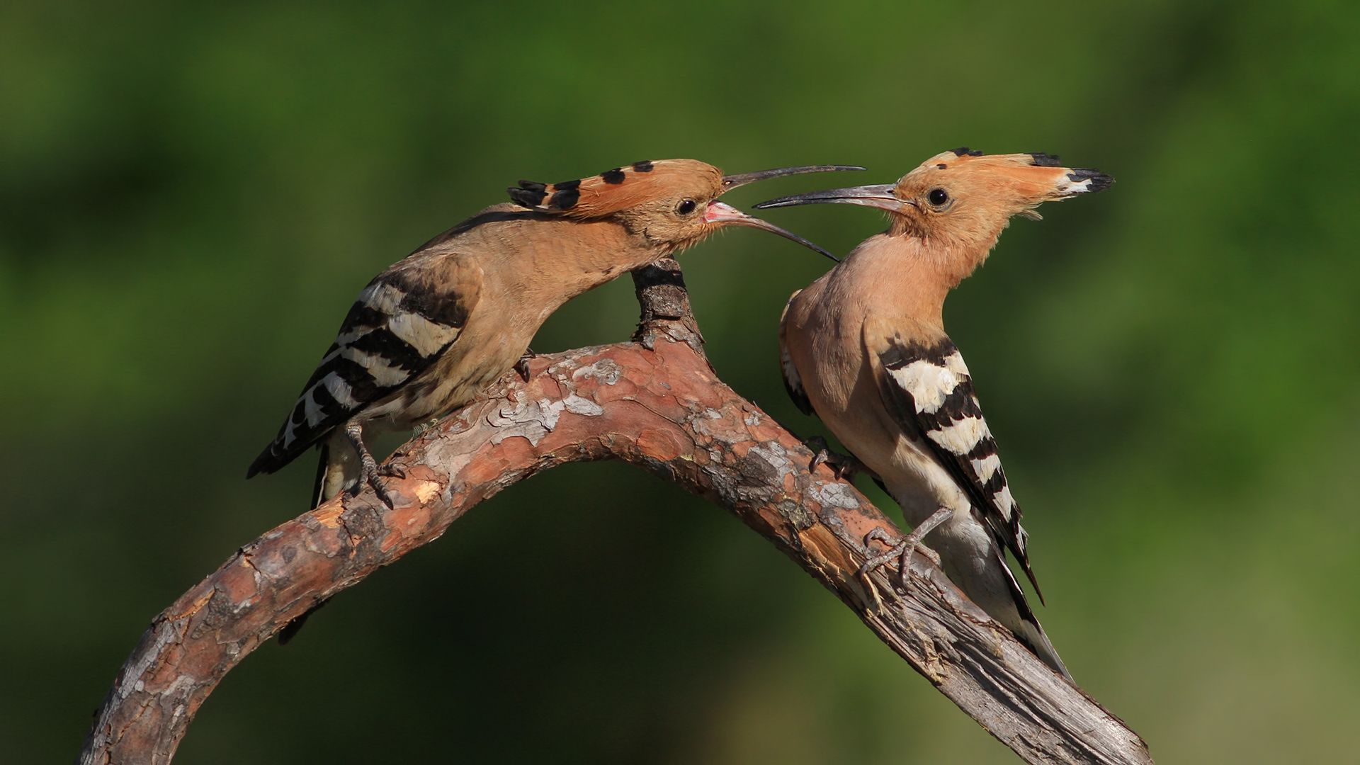 İbibik » Eurasian Hoopoe » Upupa epops