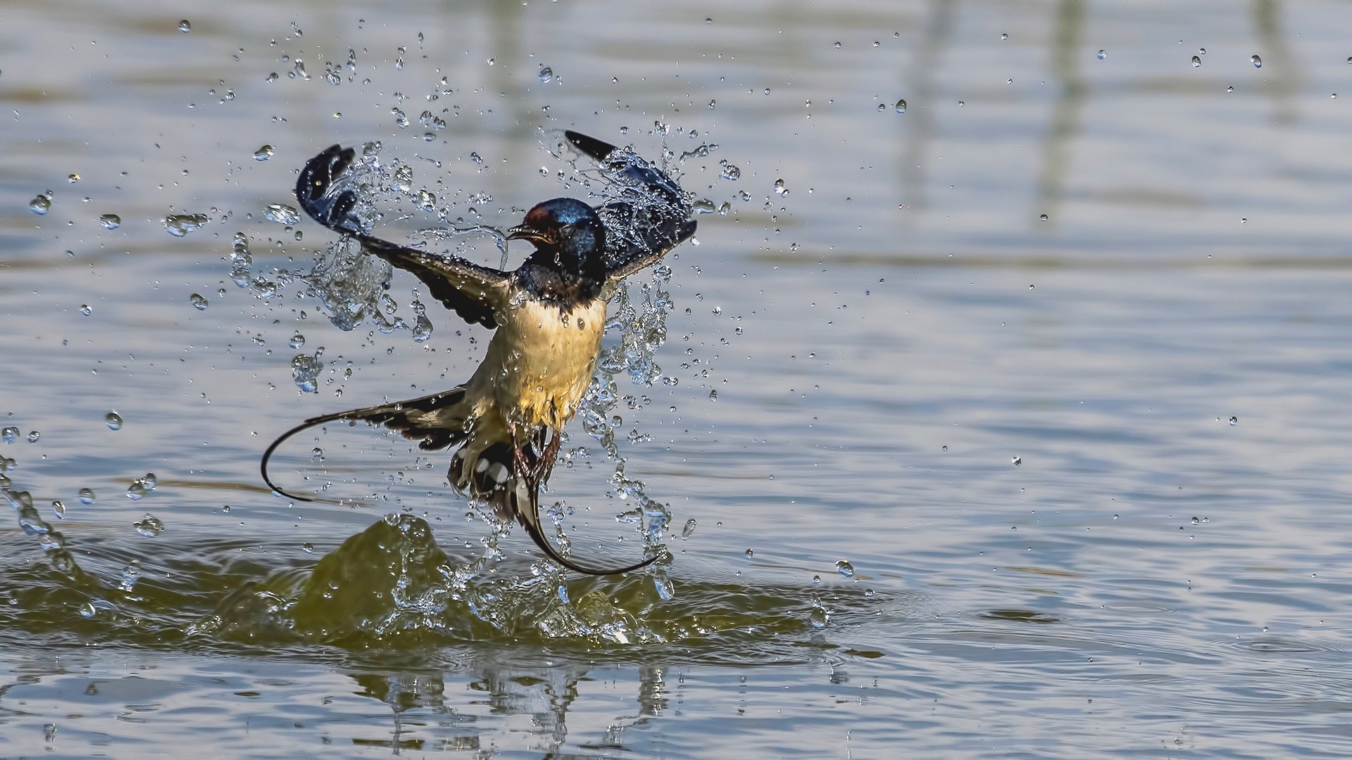 Kır kırlangıcı » Barn Swallow » Hirundo rustica