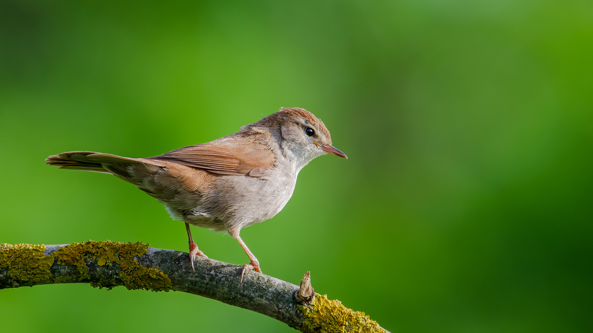 Kamışbülbülü » Cetti`s Warbler » Cettia cetti