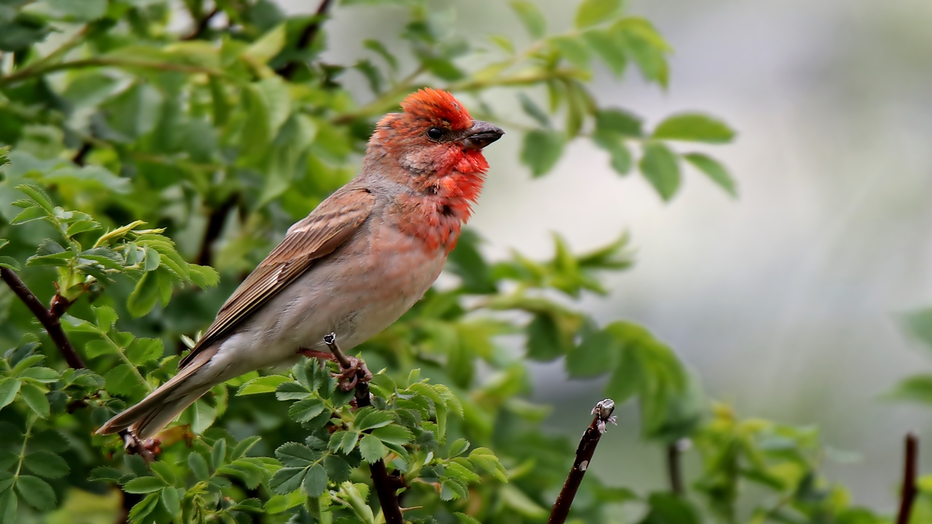 Çütre » Common Rosefinch » Carpodacus erythrinus