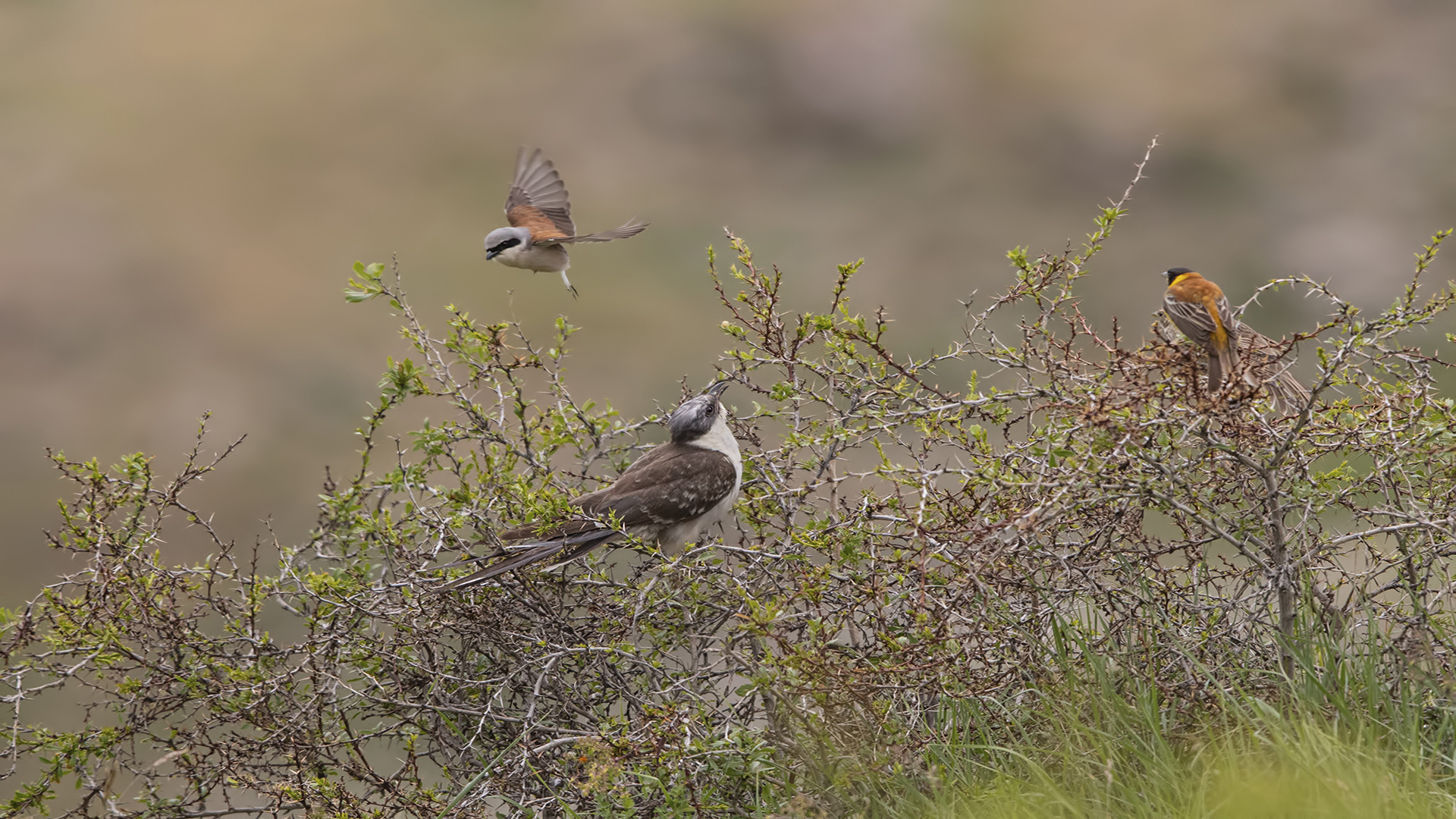 Tepeli guguk » Great Spotted Cuckoo » Clamator glandarius