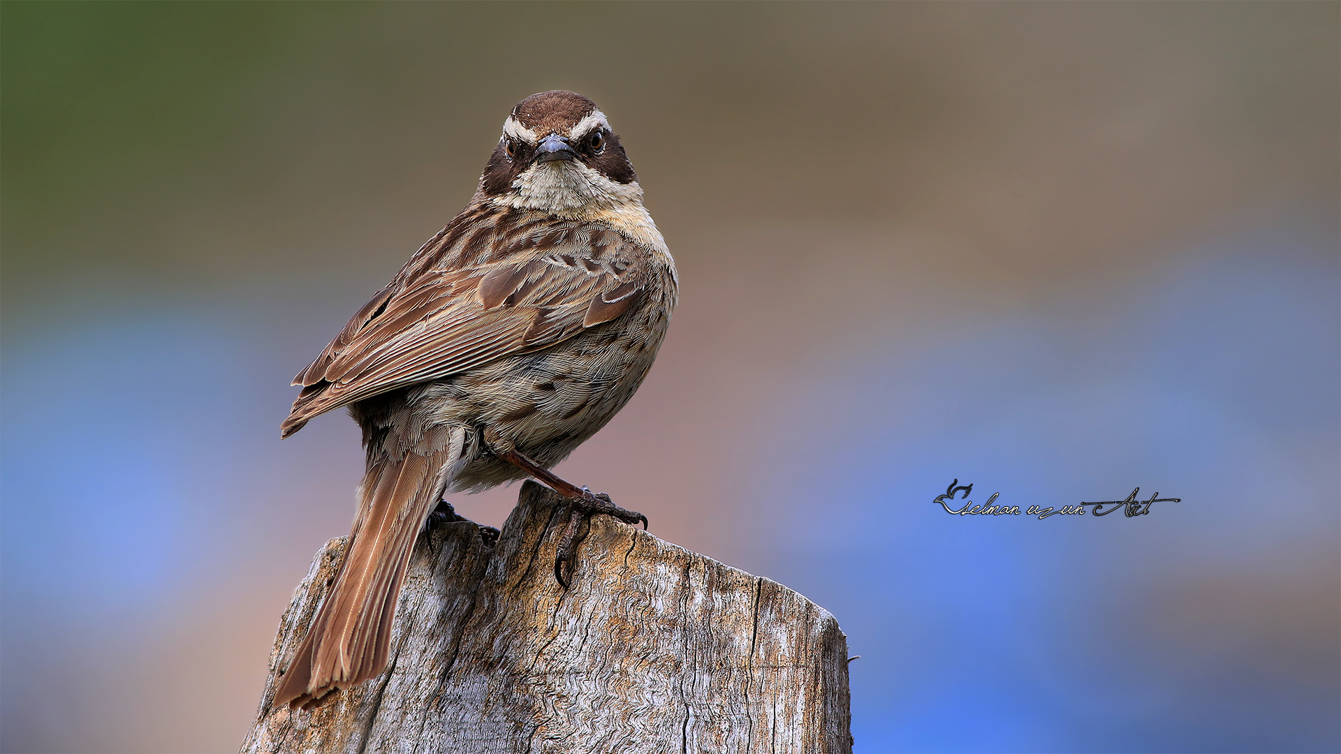 Sürmeli dağbülbülü » Radde`s Accentor » Prunella ocularis