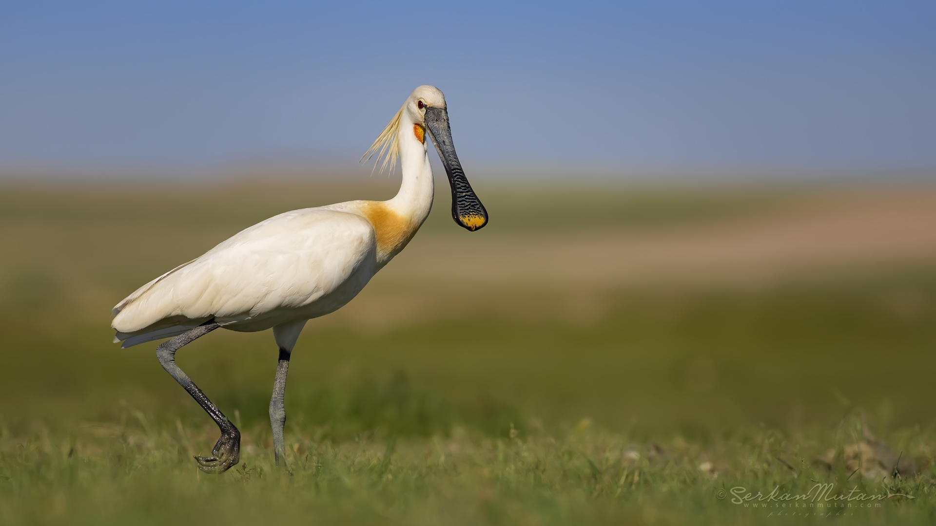 Kaşıkçı » Eurasian Spoonbill » Platalea leucorodia