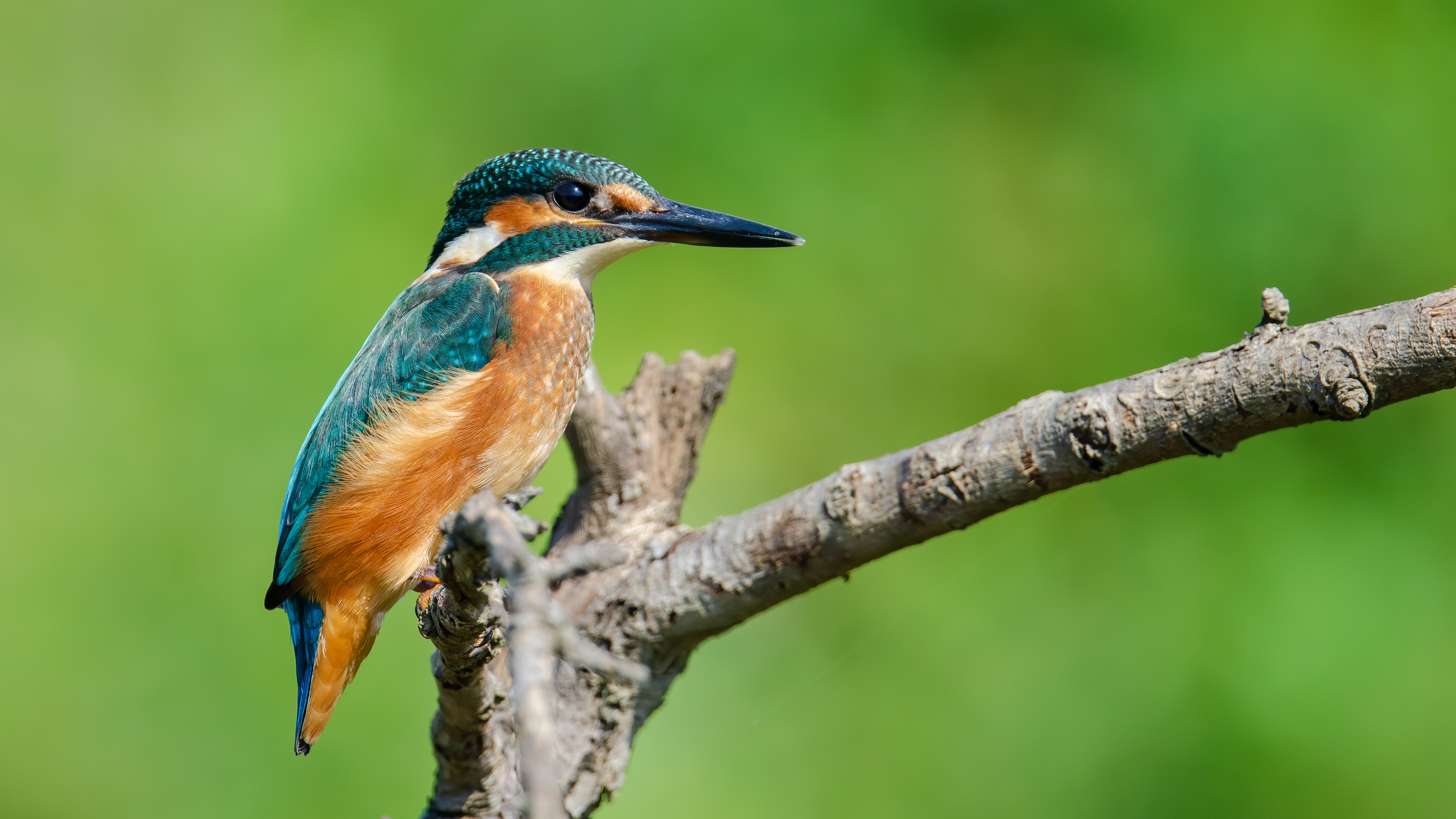 Yalıçapkını » Common Kingfisher » Alcedo atthis