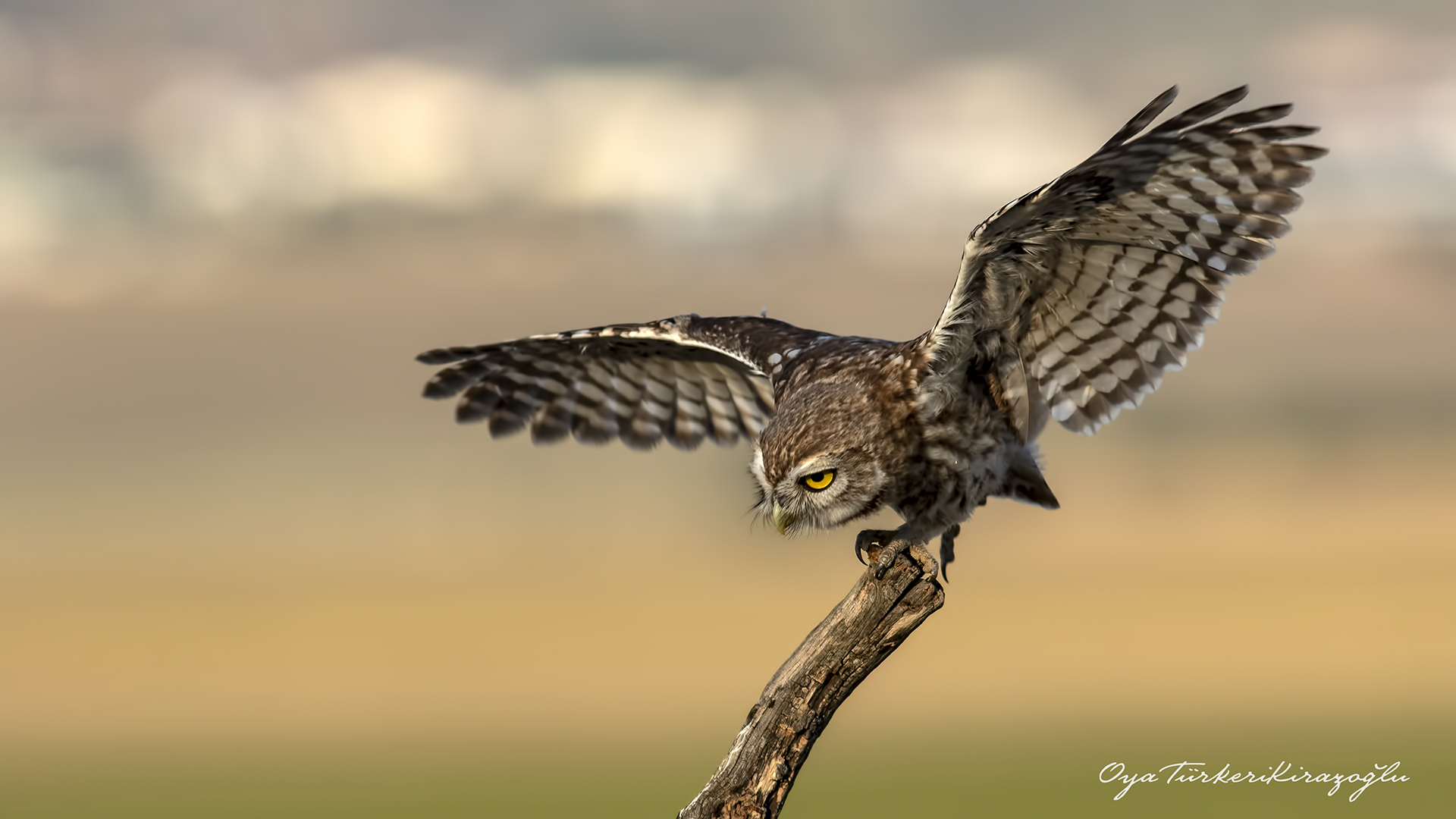 Kukumav » Little Owl » Athene noctua