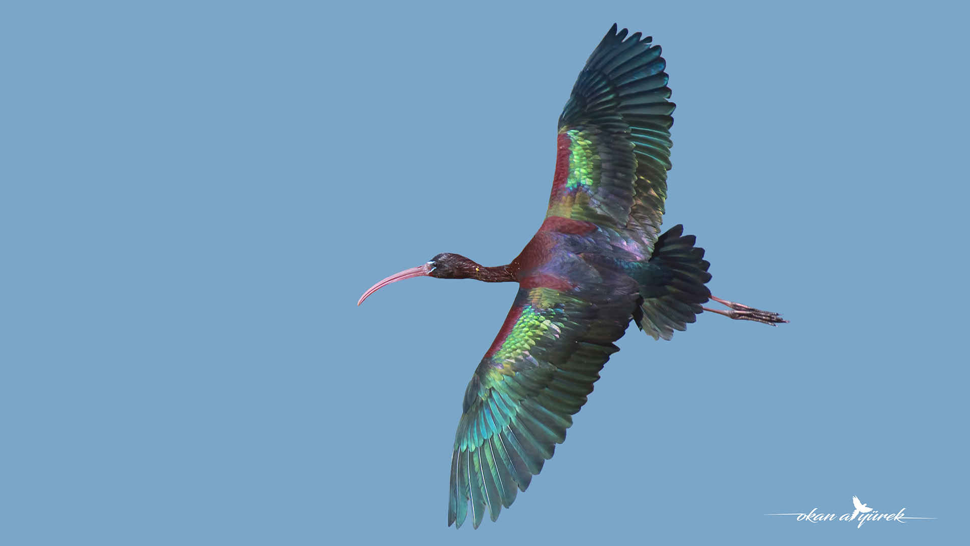 Çeltikçi » Glossy Ibis » Plegadis falcinellus