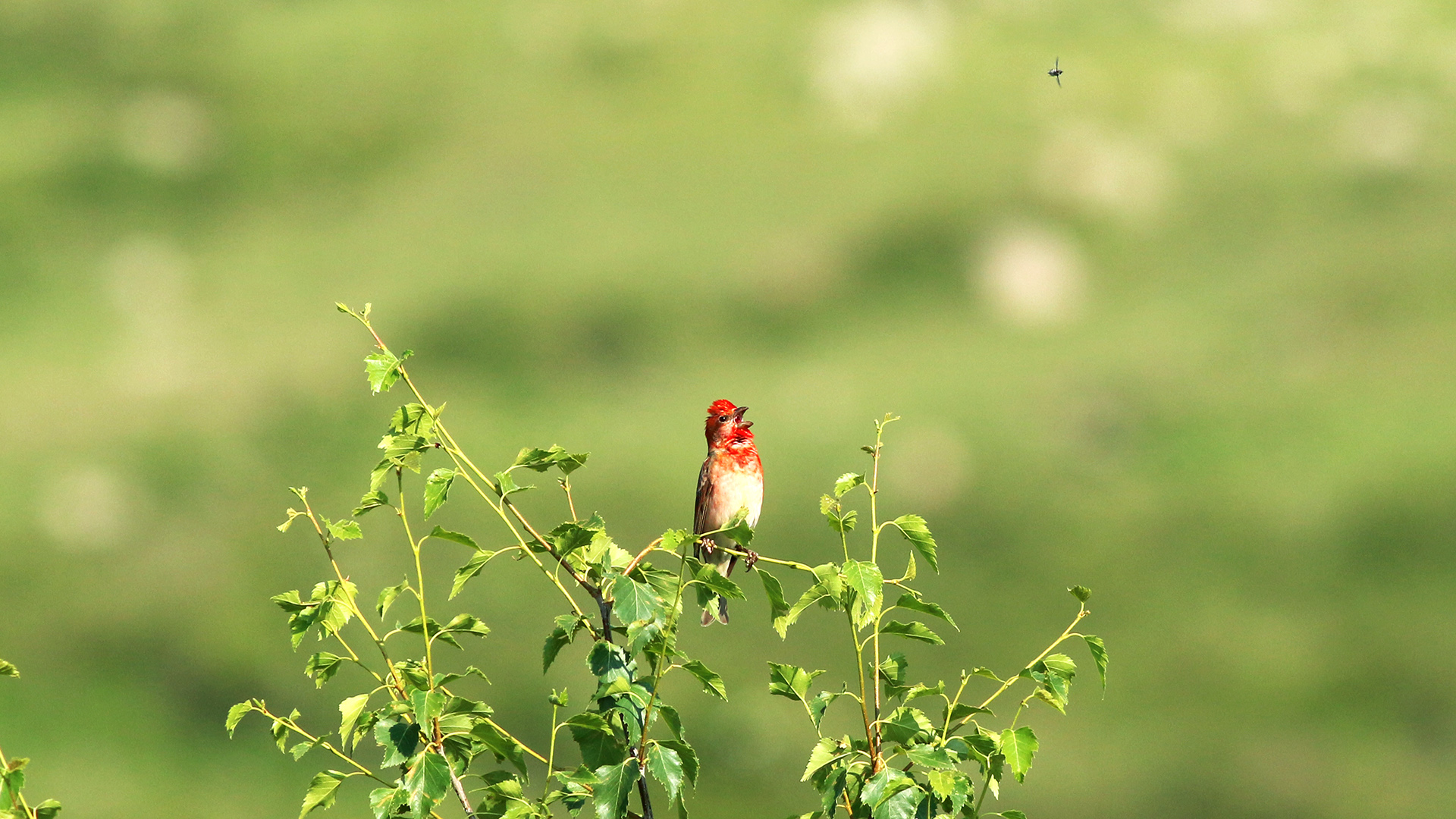 Çütre » Common Rosefinch » Carpodacus erythrinus