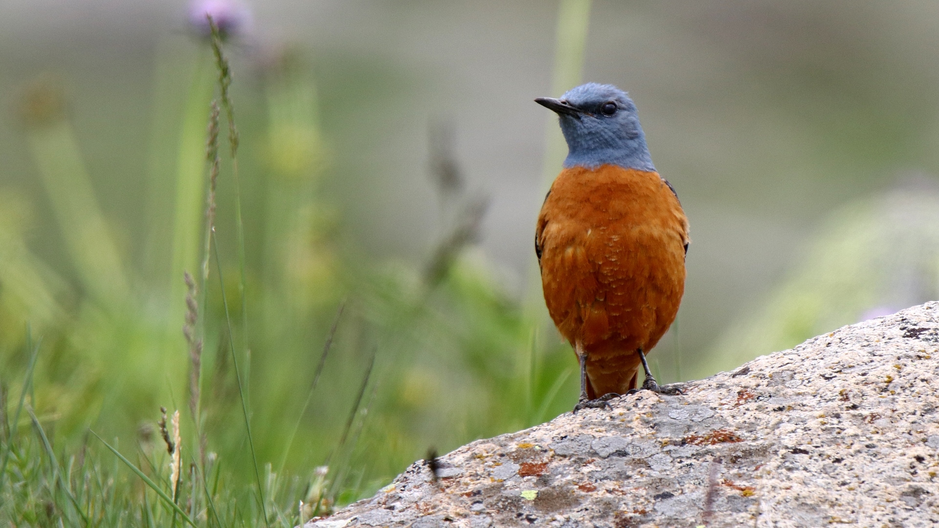 Taşkızılı » Common Rock Thrush » Monticola saxatilis