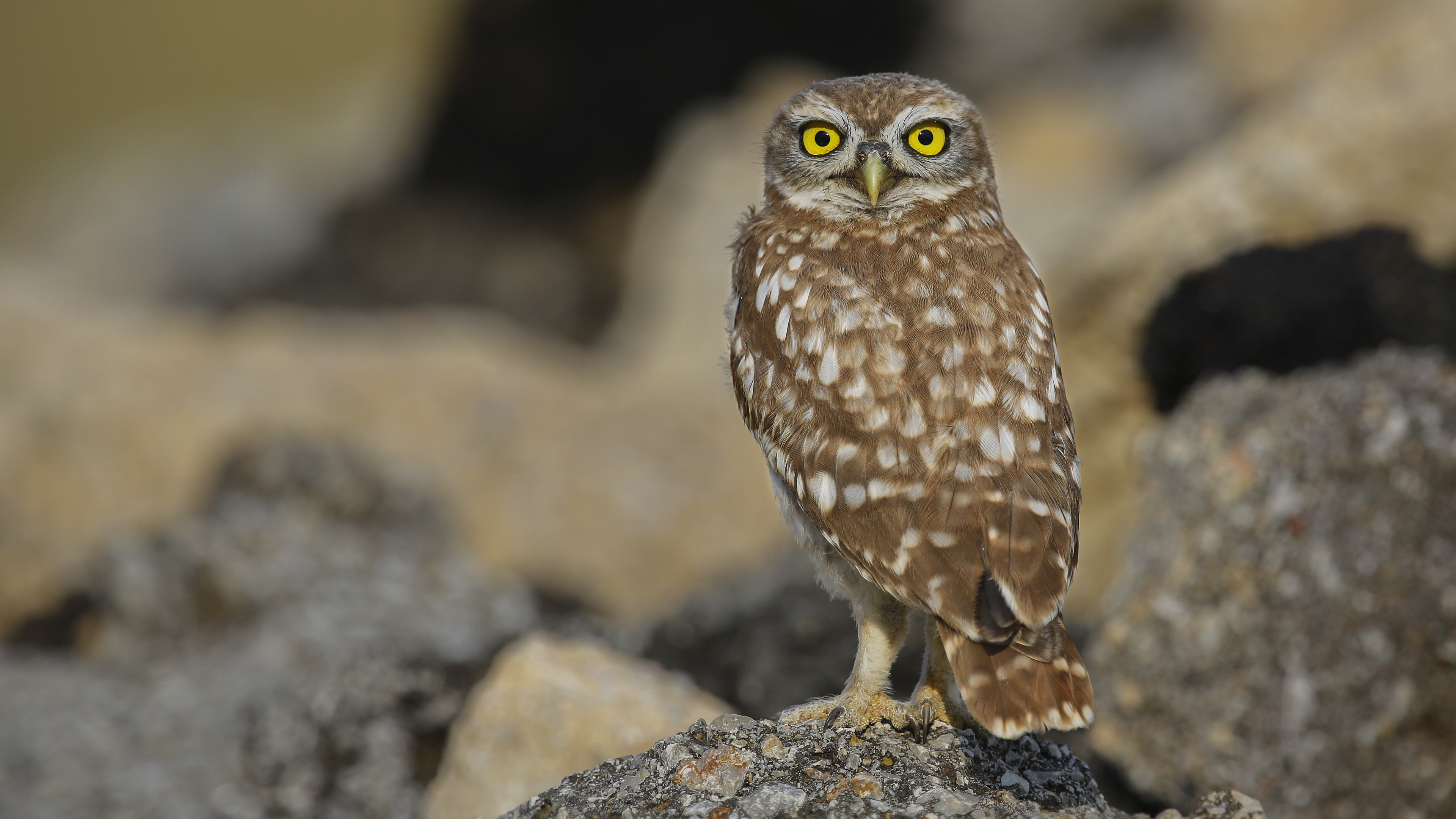 Kukumav » Little Owl » Athene noctua