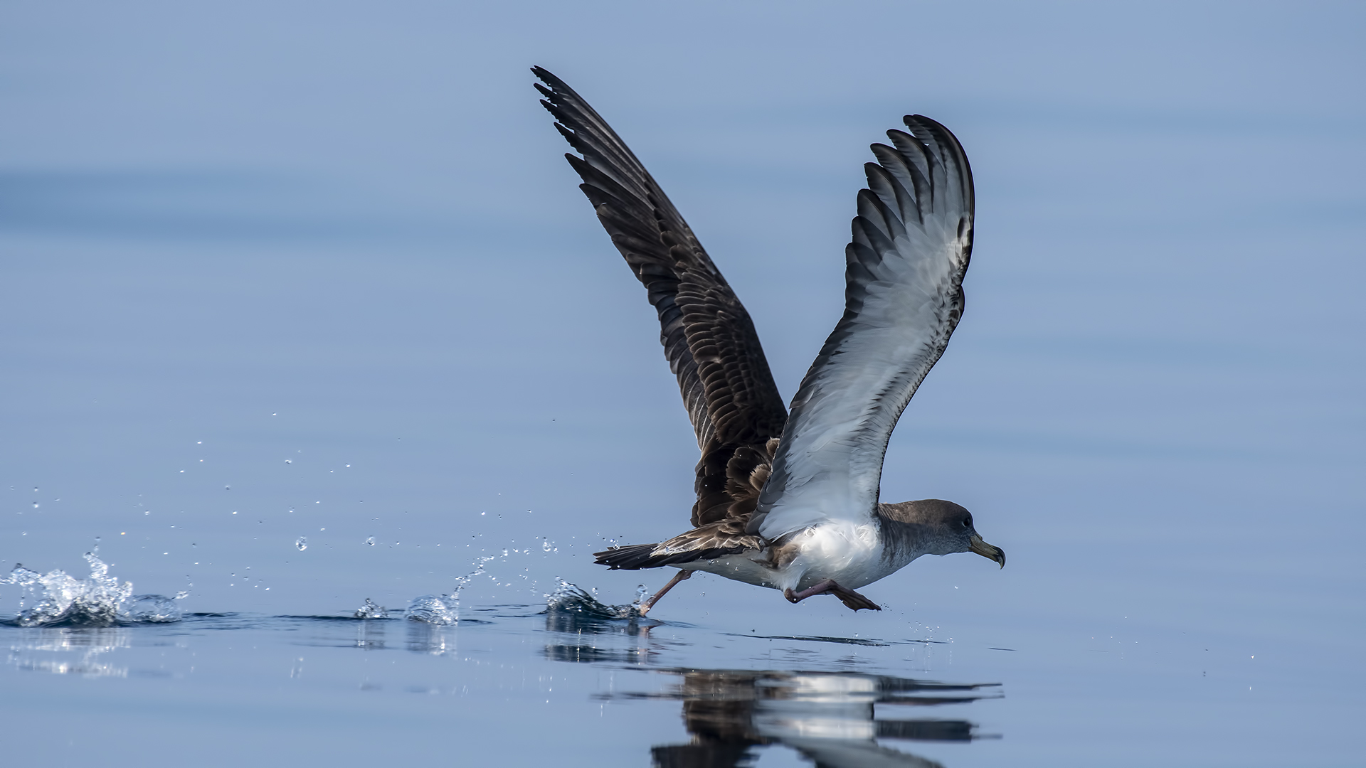 Boz yelkovan » Scopoli`s Shearwater » Calonectris diomedea 