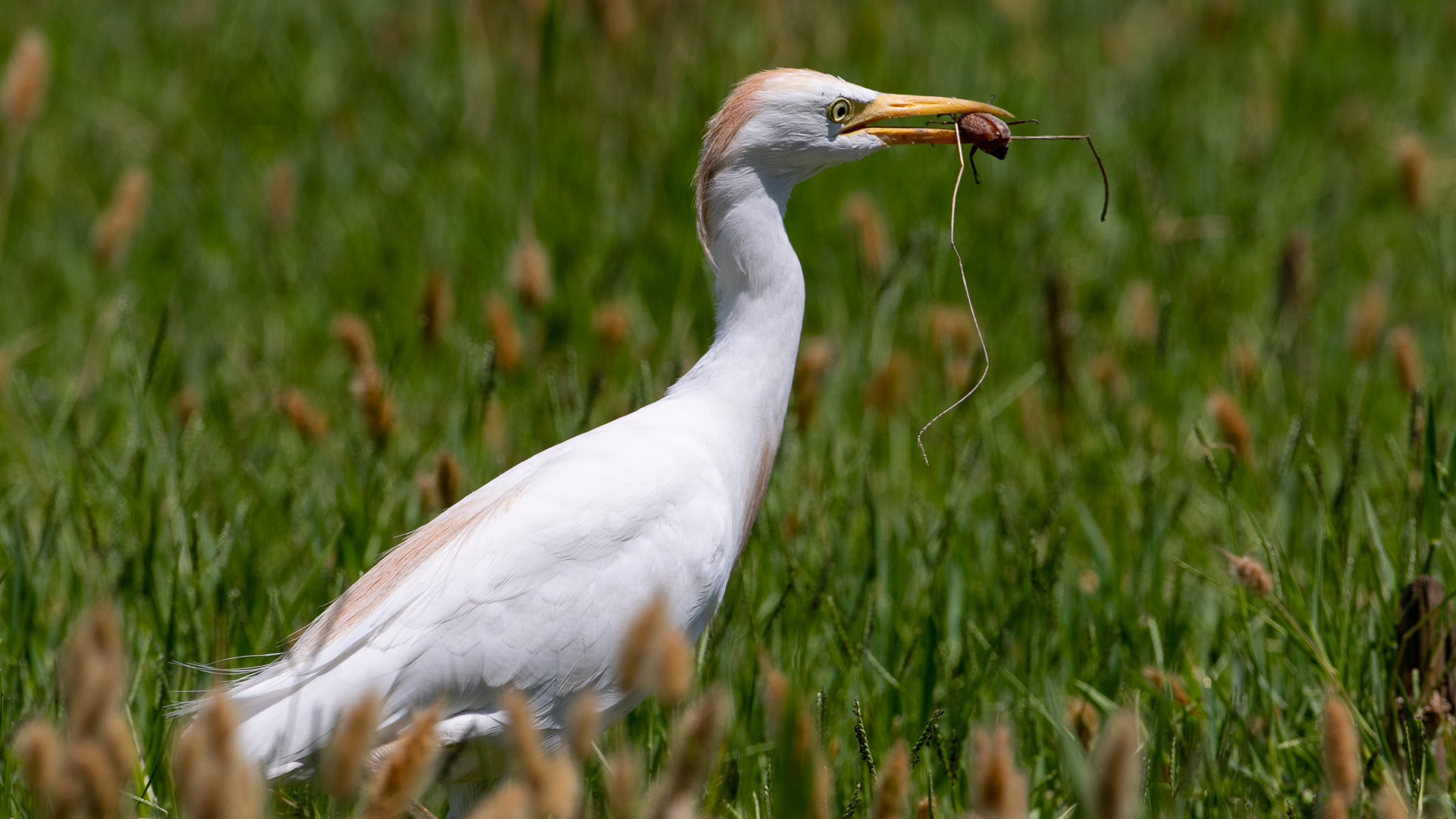 Sığır balıkçılı » Western Cattle Egret » Bubulcus ibis