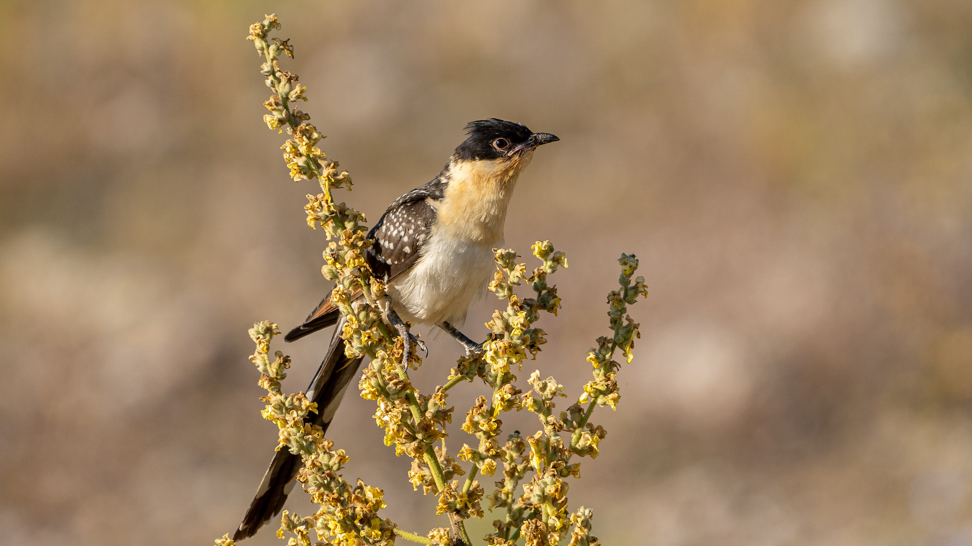 Tepeli guguk » Great Spotted Cuckoo » Clamator glandarius