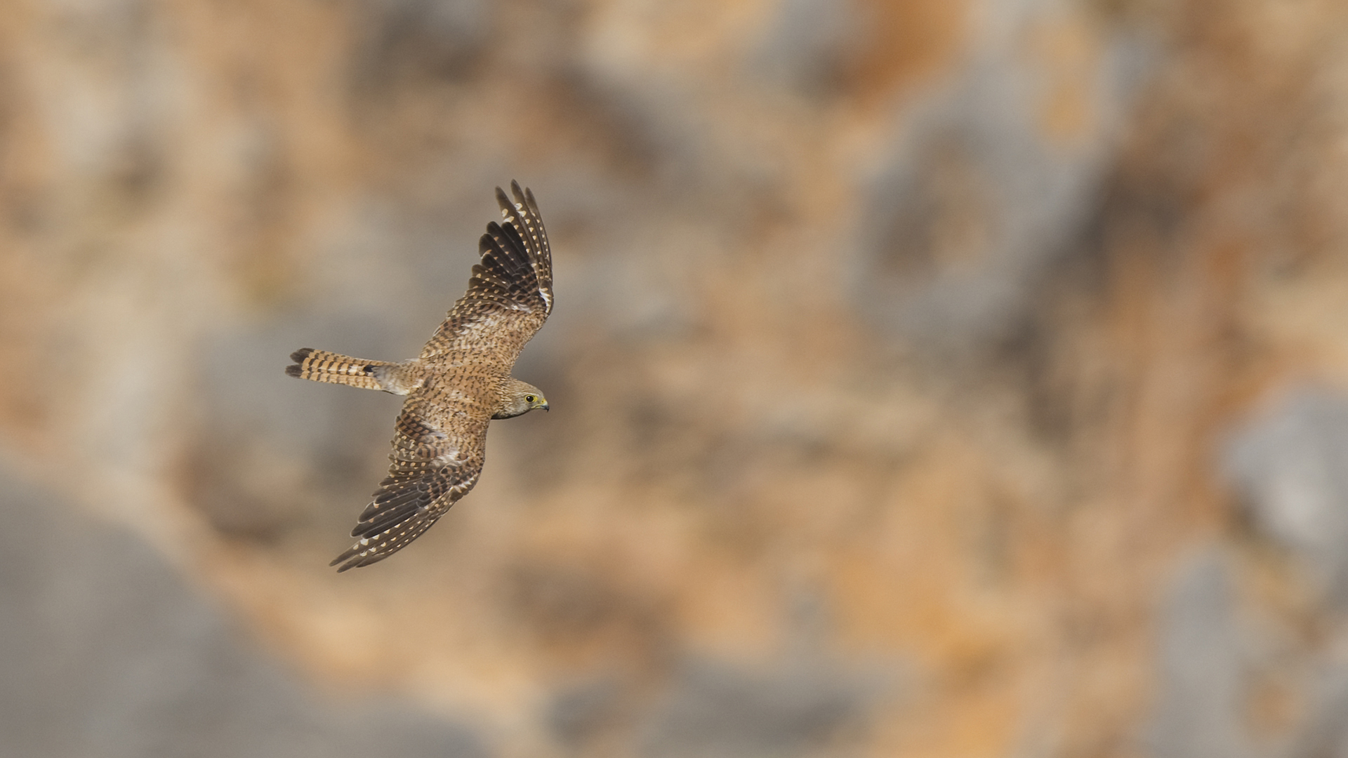 Kerkenez » Common Kestrel » Falco tinnunculus